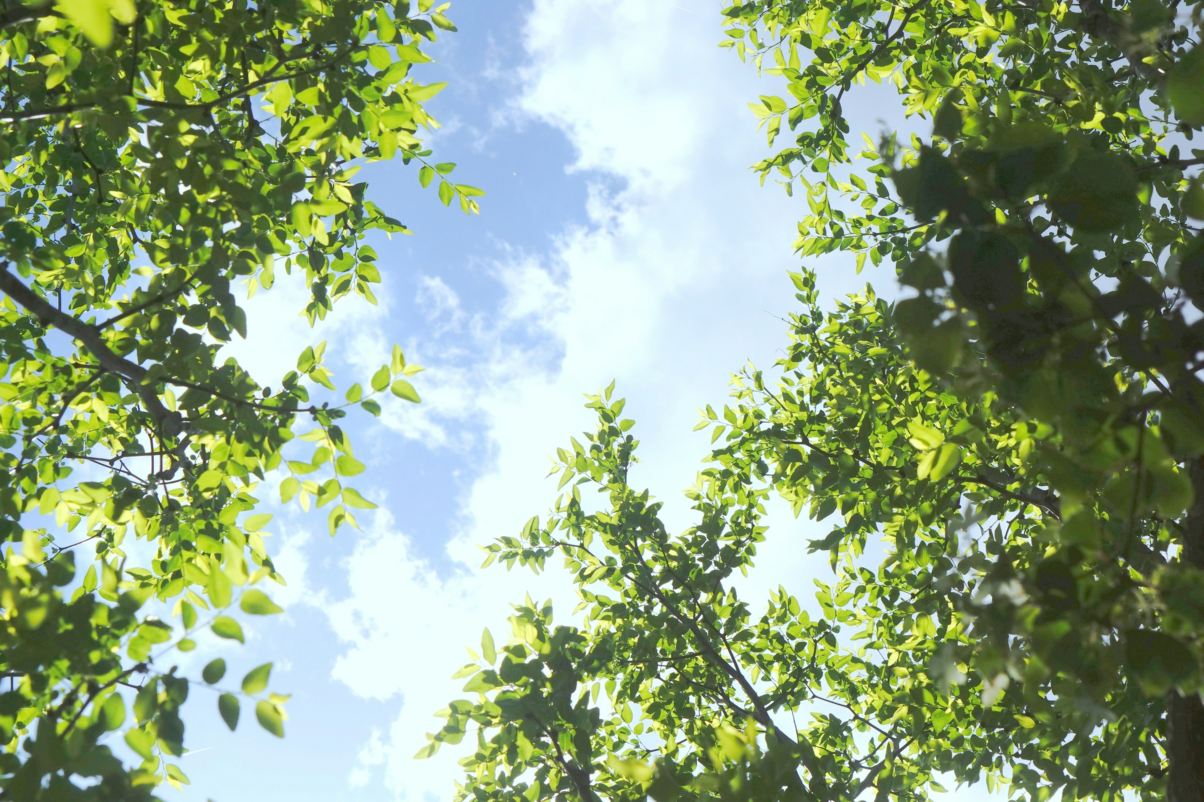 View looking up through green leaves into a blue sky