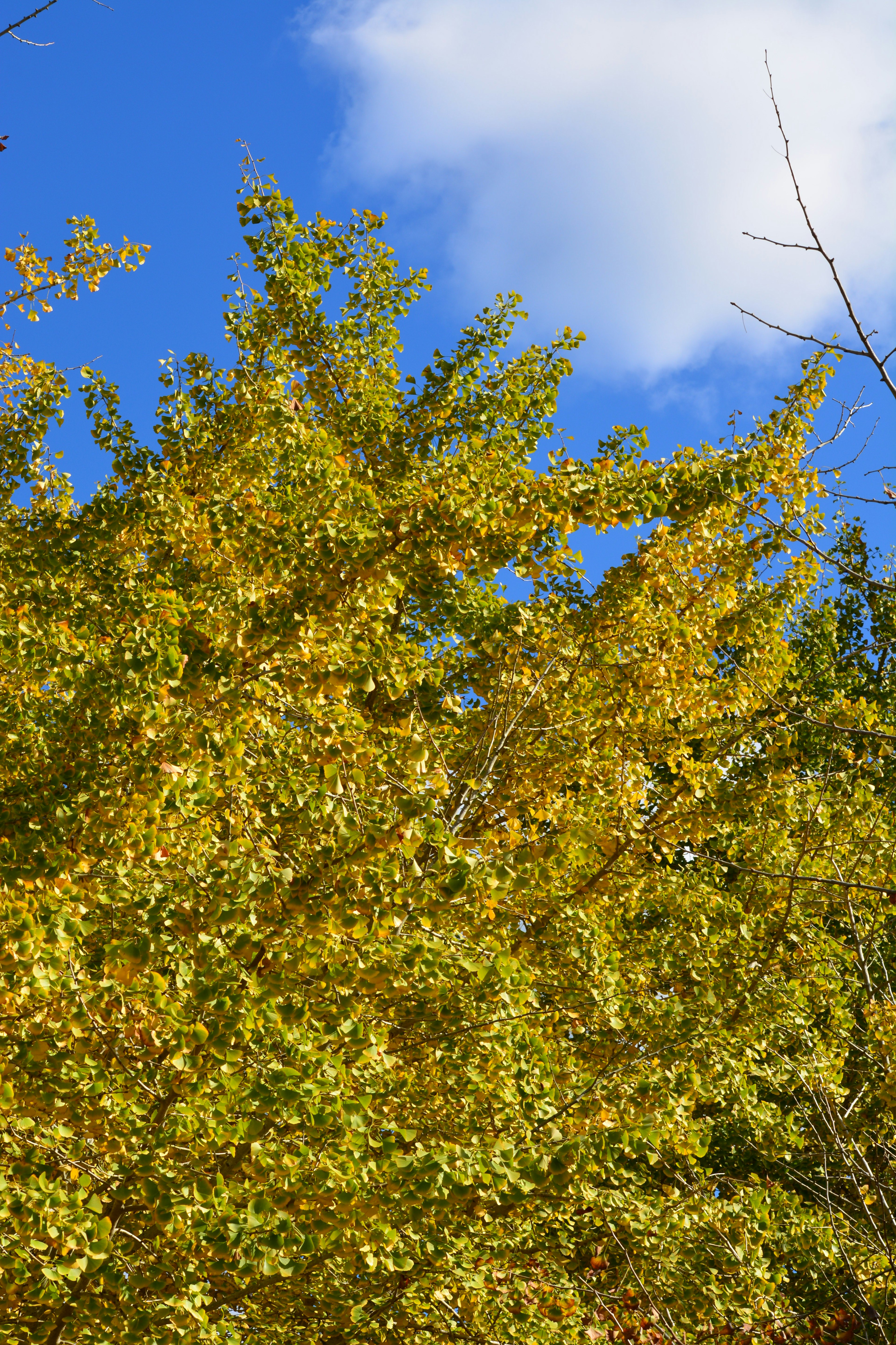 Tree with yellow leaves against a blue sky