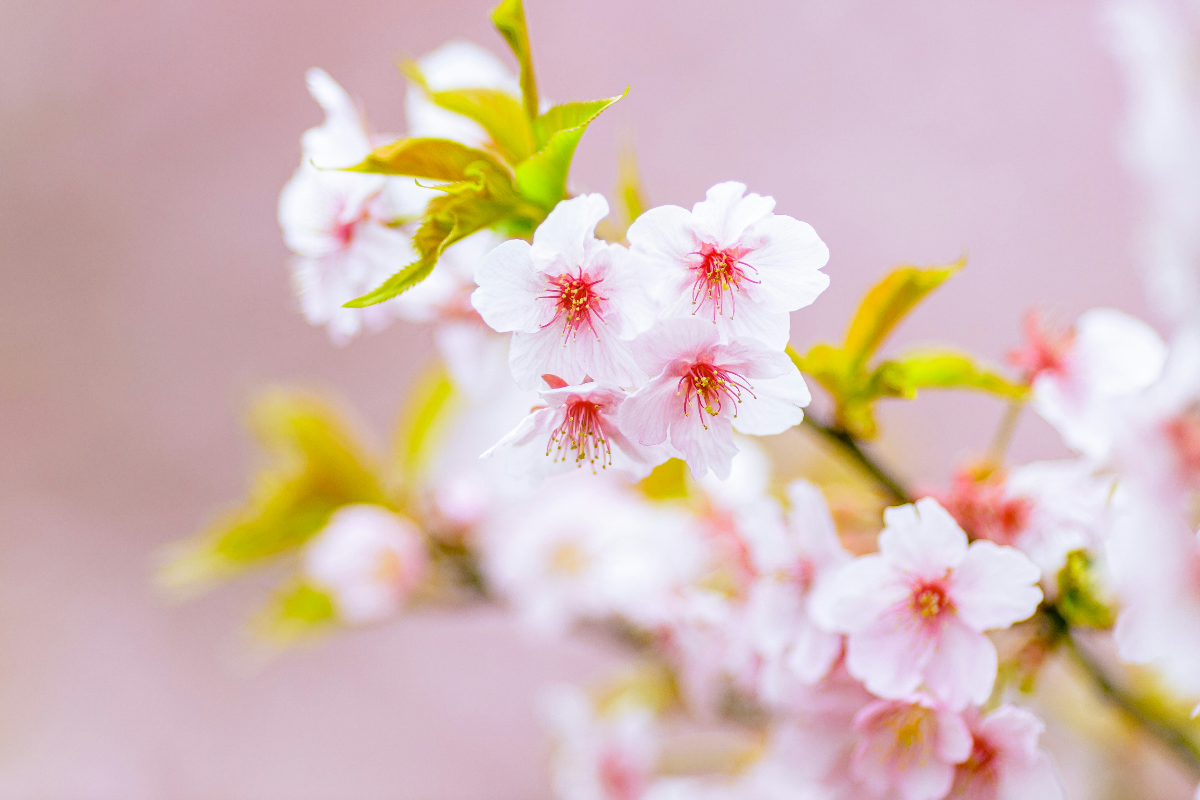 Kedekatan bunga sakura dengan latar belakang merah muda lembut dan kelopak putih yang cerah