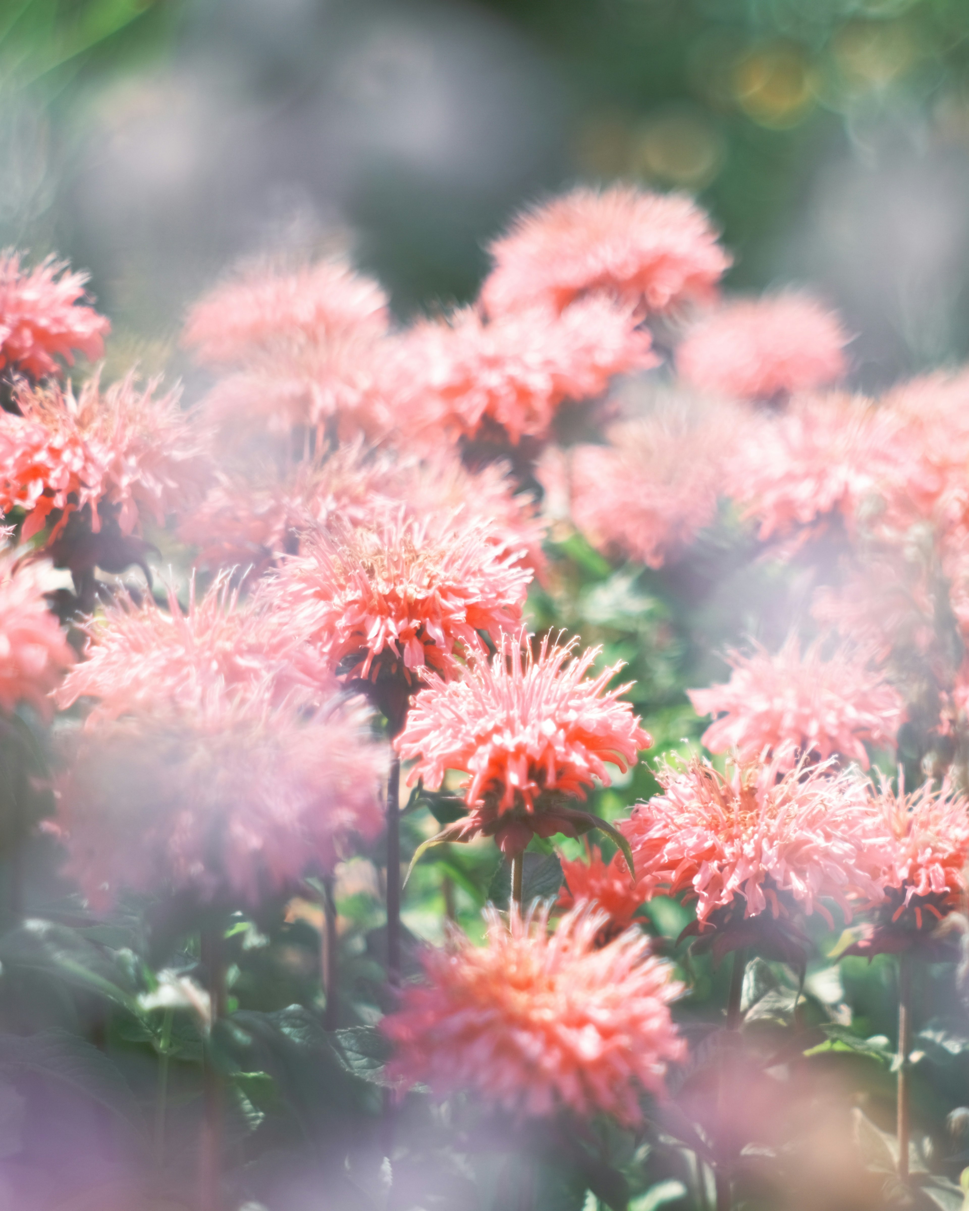 柔らかなピンクの花が咲く風景のぼかし