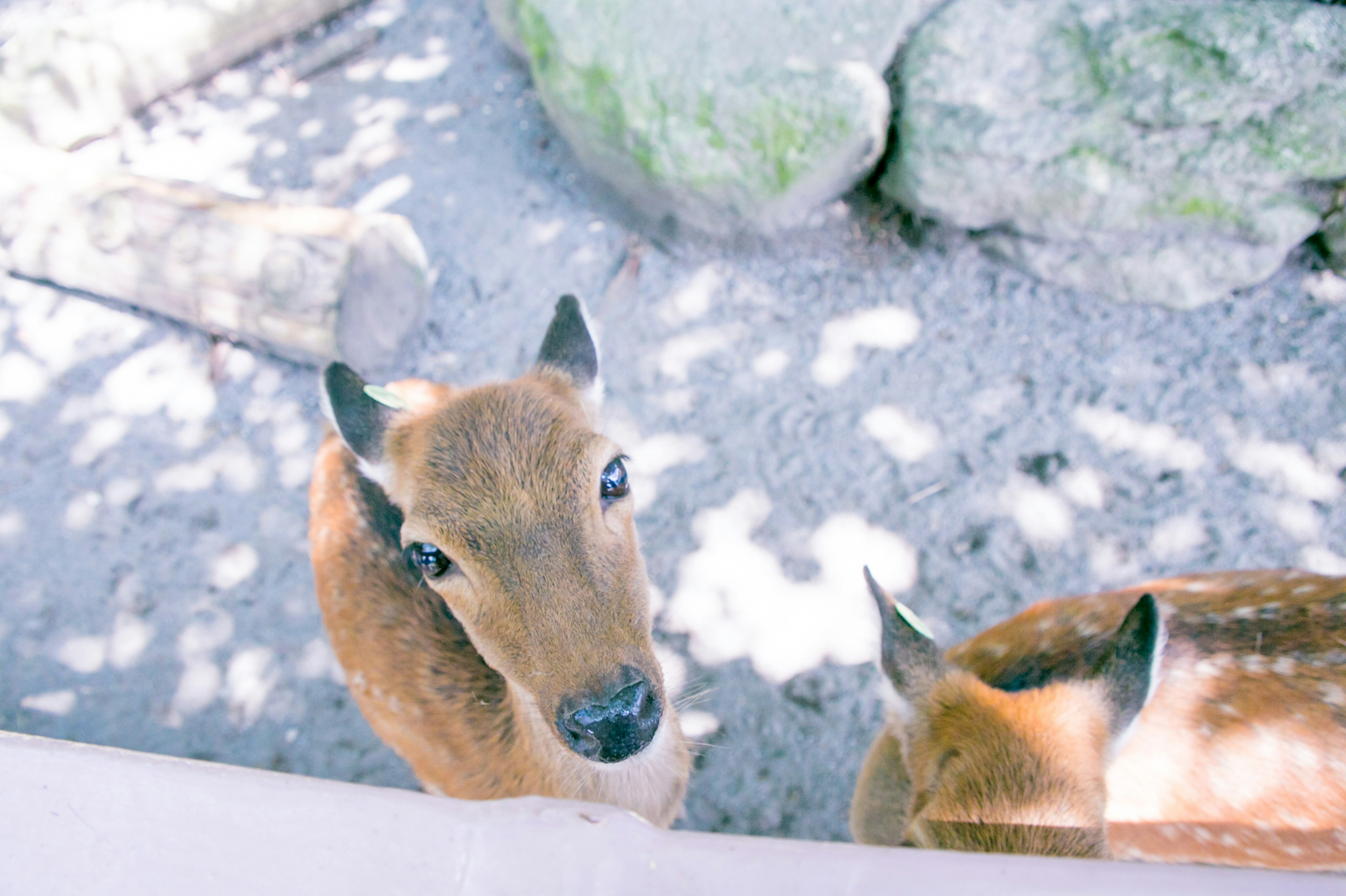 A young deer near rocks in a shaded area