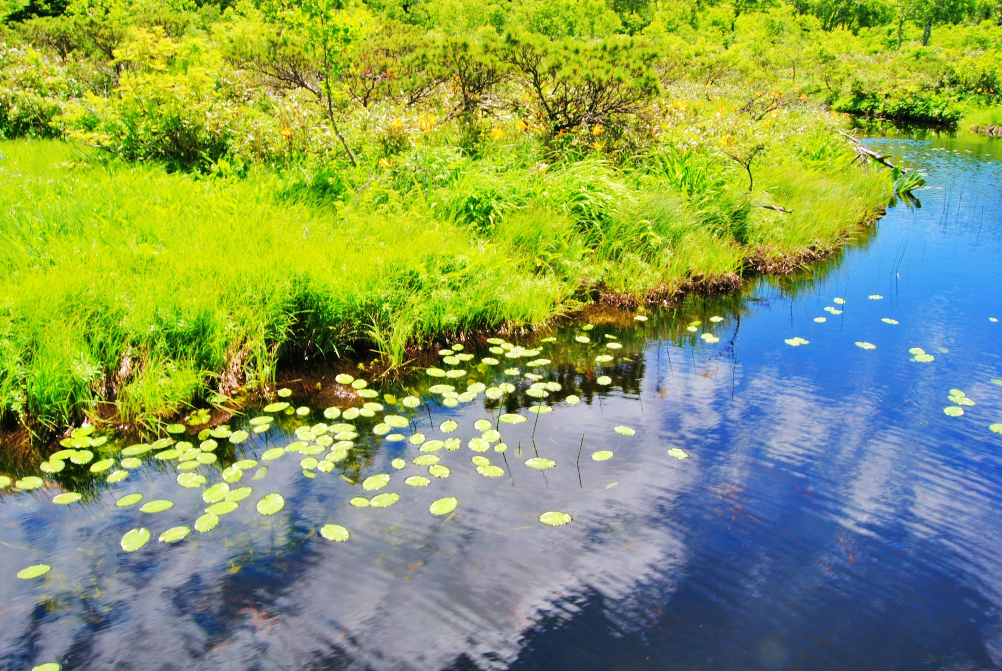 青い水面に浮かぶ睡蓮の葉と緑の草原が広がる風景