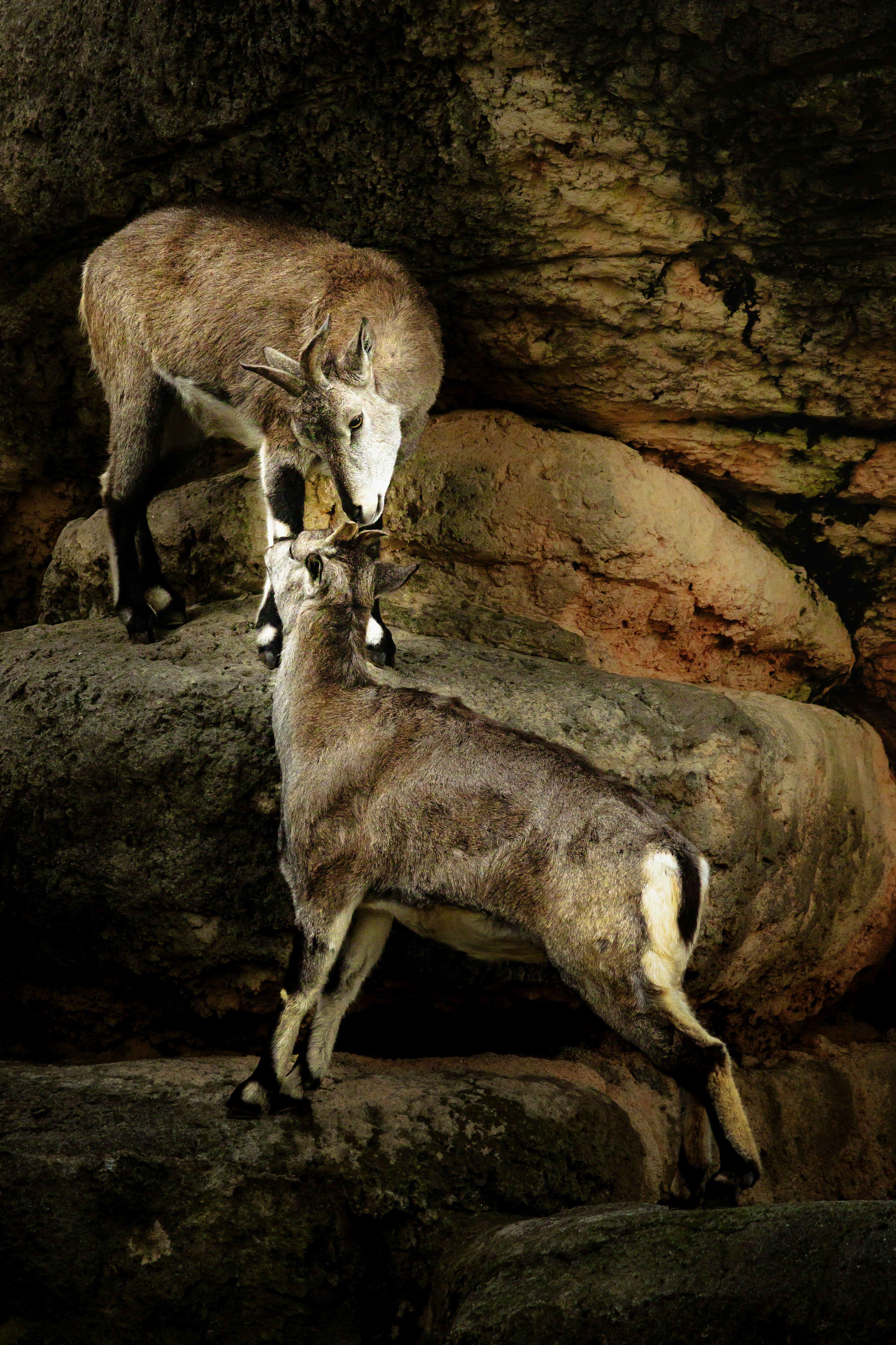 Dos cabras enfrentándose en un terreno rocoso