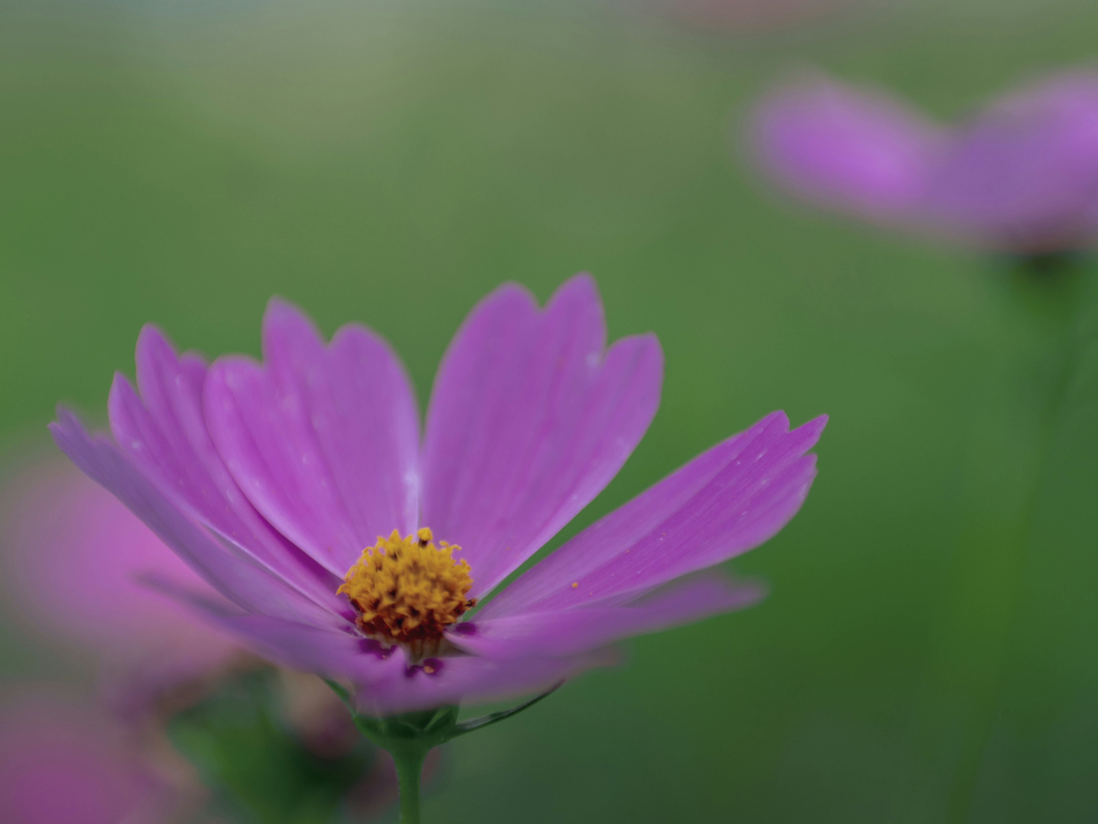 A vibrant pink flower with a green background