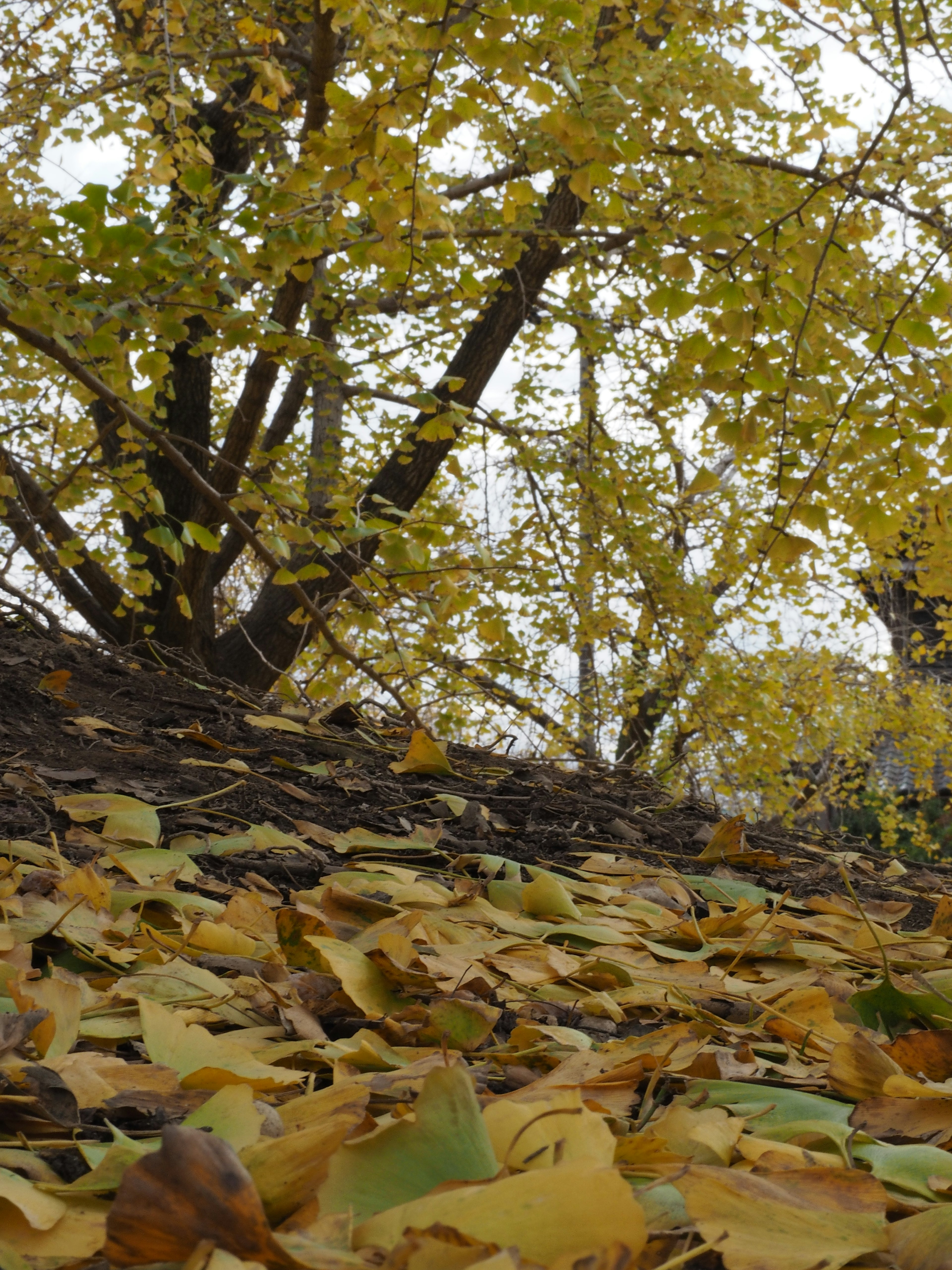 Autumn landscape with yellow leaves scattered on the ground