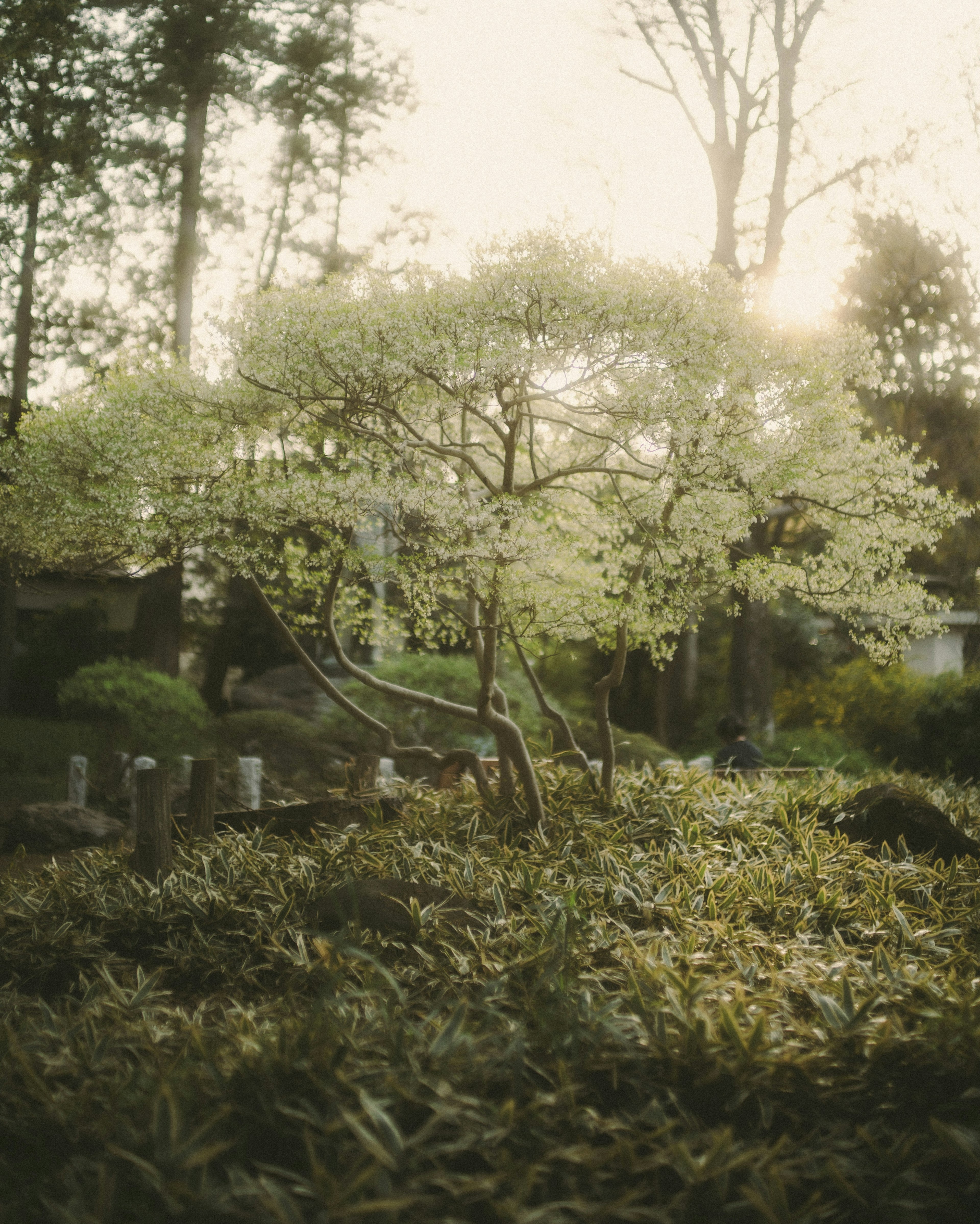 Beautiful tree in a lush garden illuminated by soft light