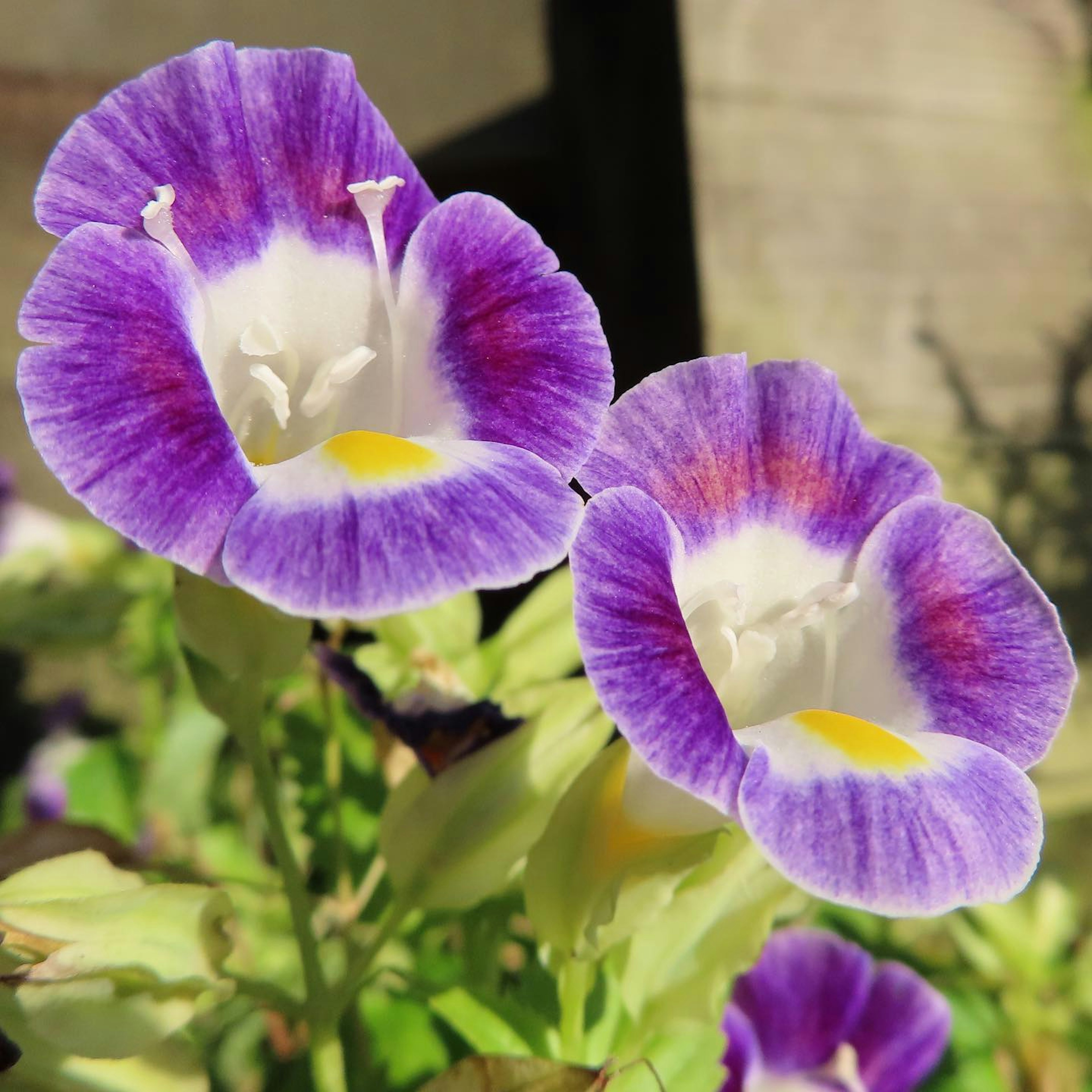 Hermosas flores con matices morados y blancos en flor