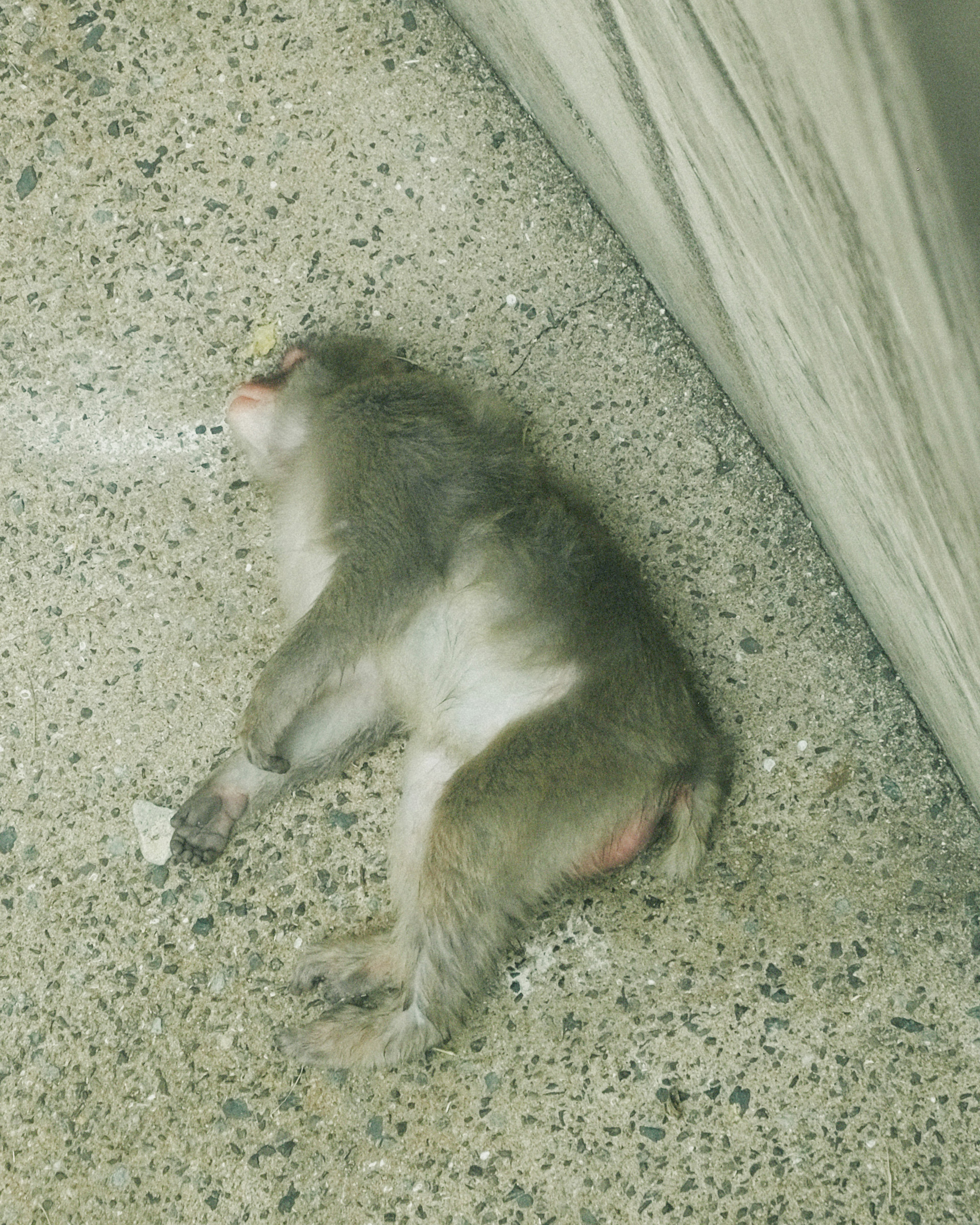 A monkey lying on the ground