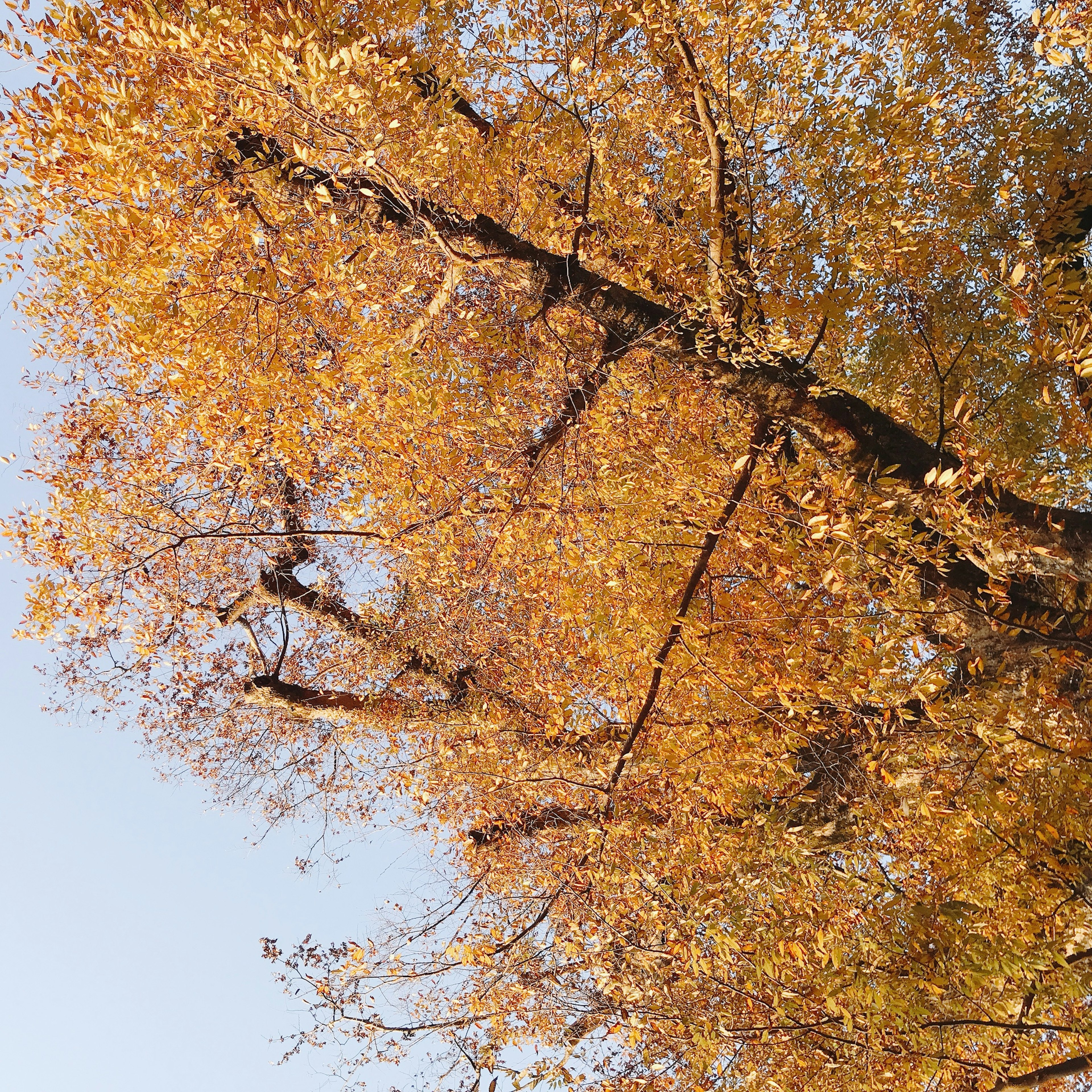 Rama de un árbol con hojas amarillas de otoño