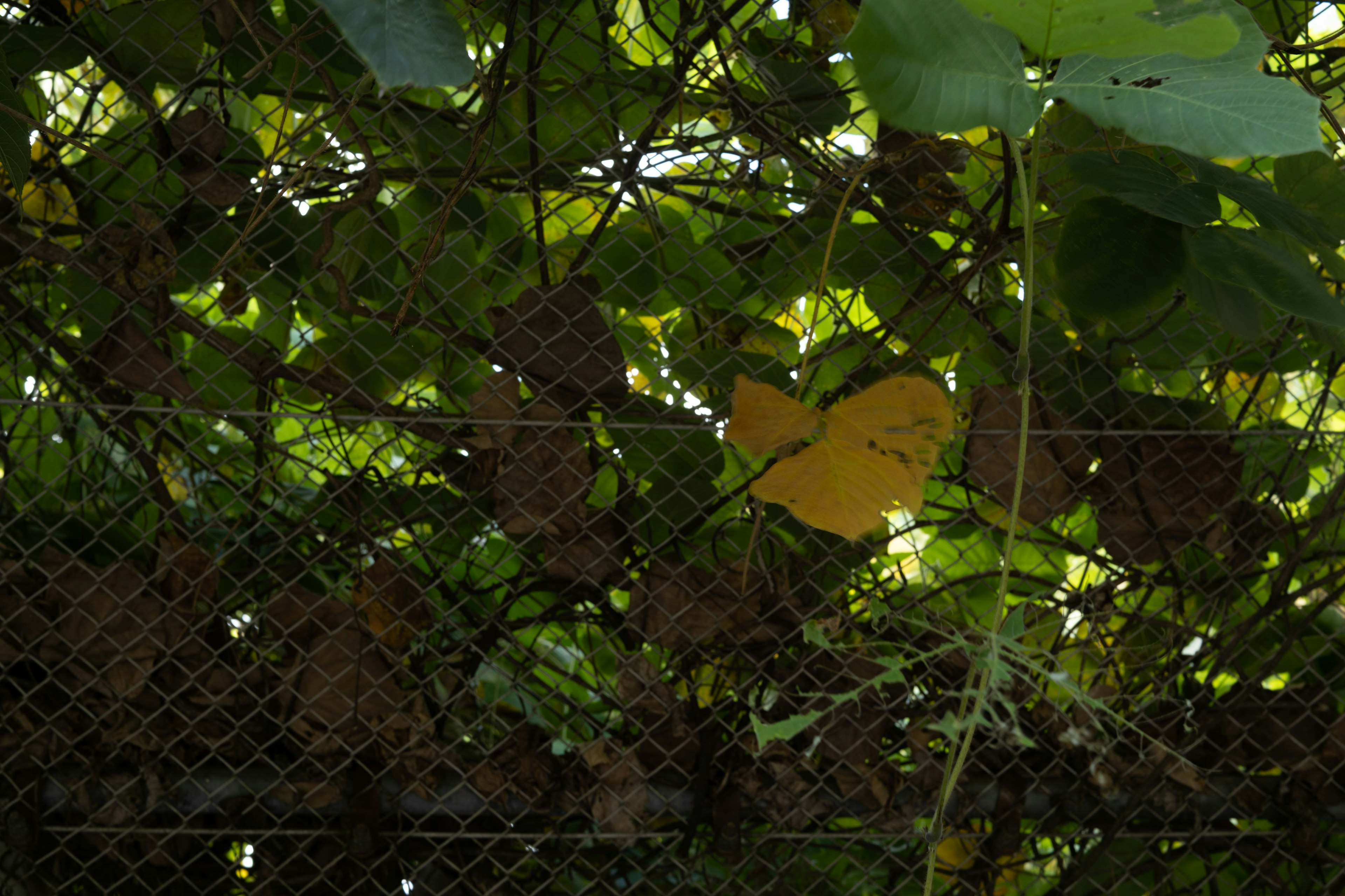 Gros plan de feuilles vertes et jaunes entrelacées près d'une clôture