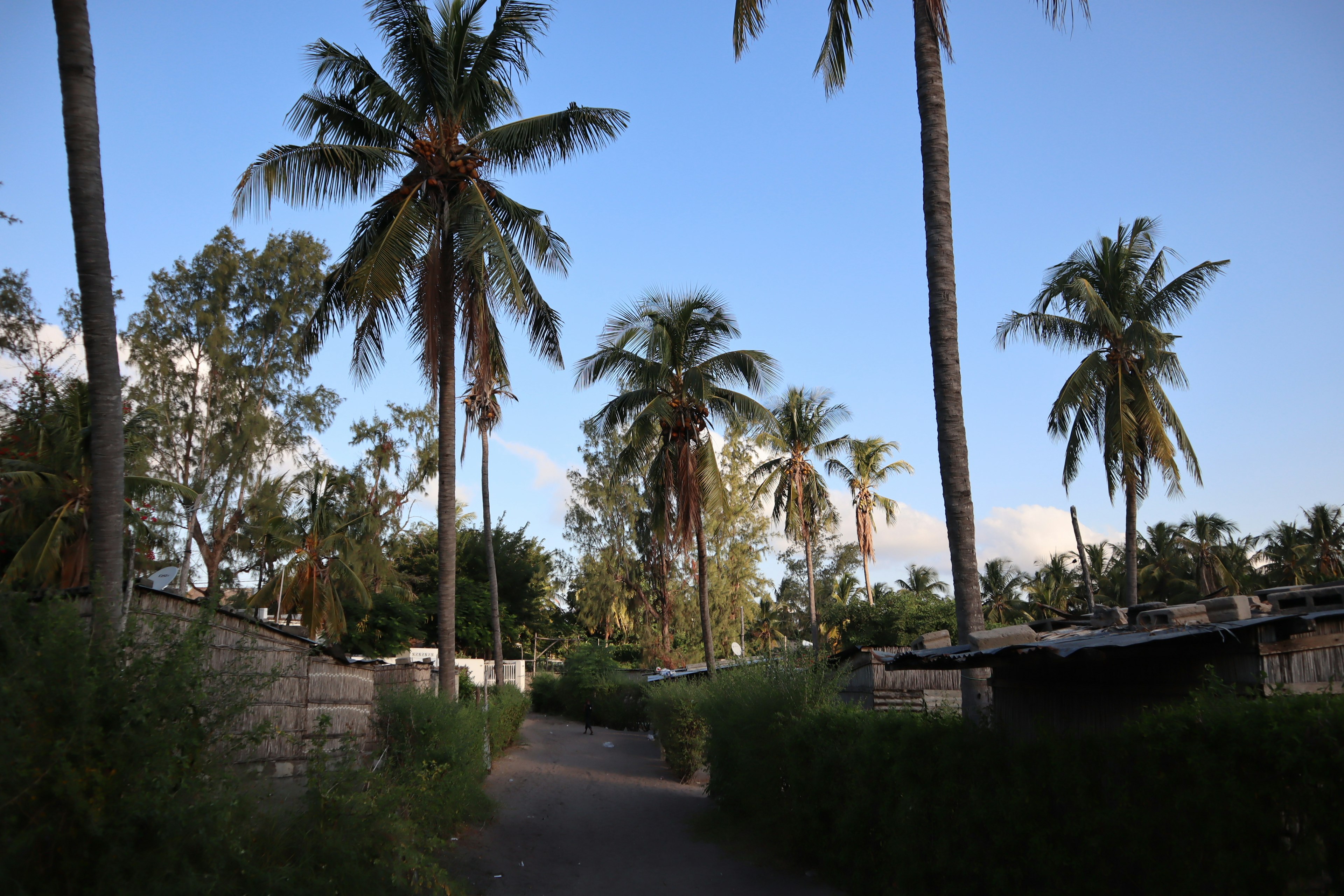 Scenic pathway lined with tall palm trees under a blue sky