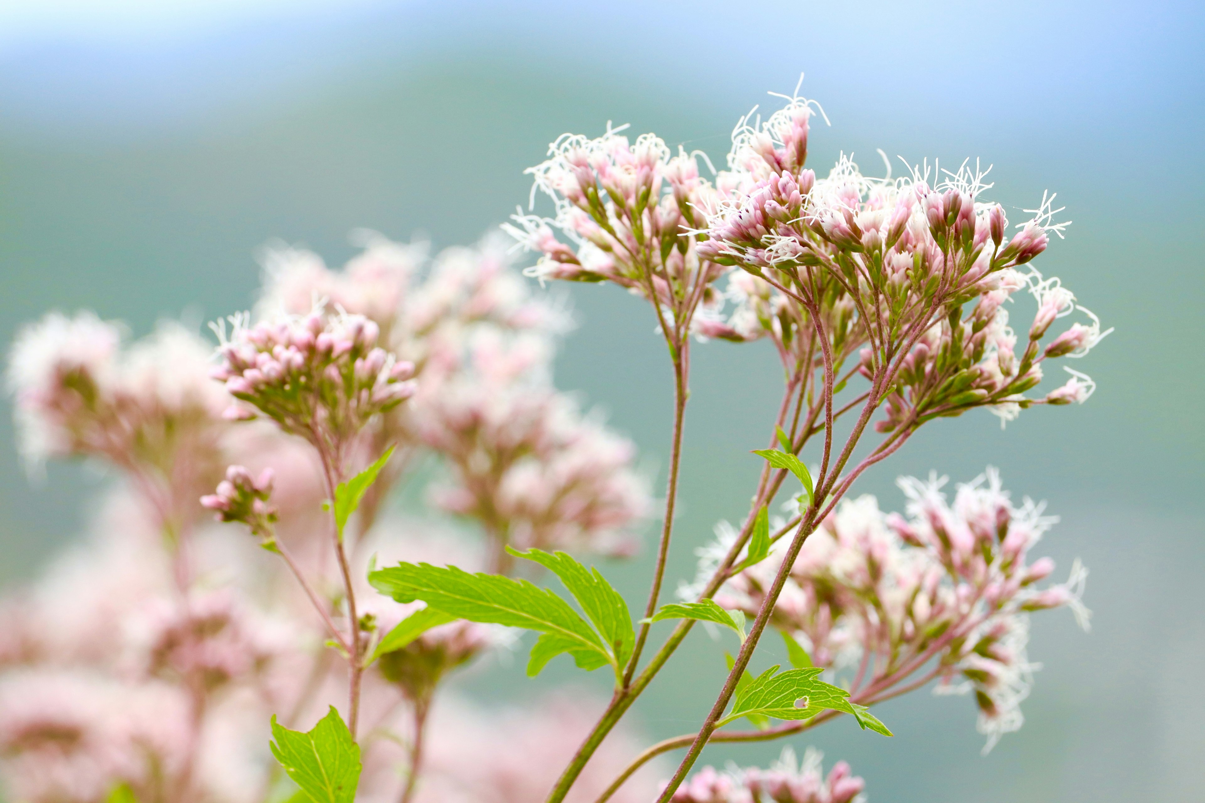 Foto de cerca de una planta con flores de color rosa claro