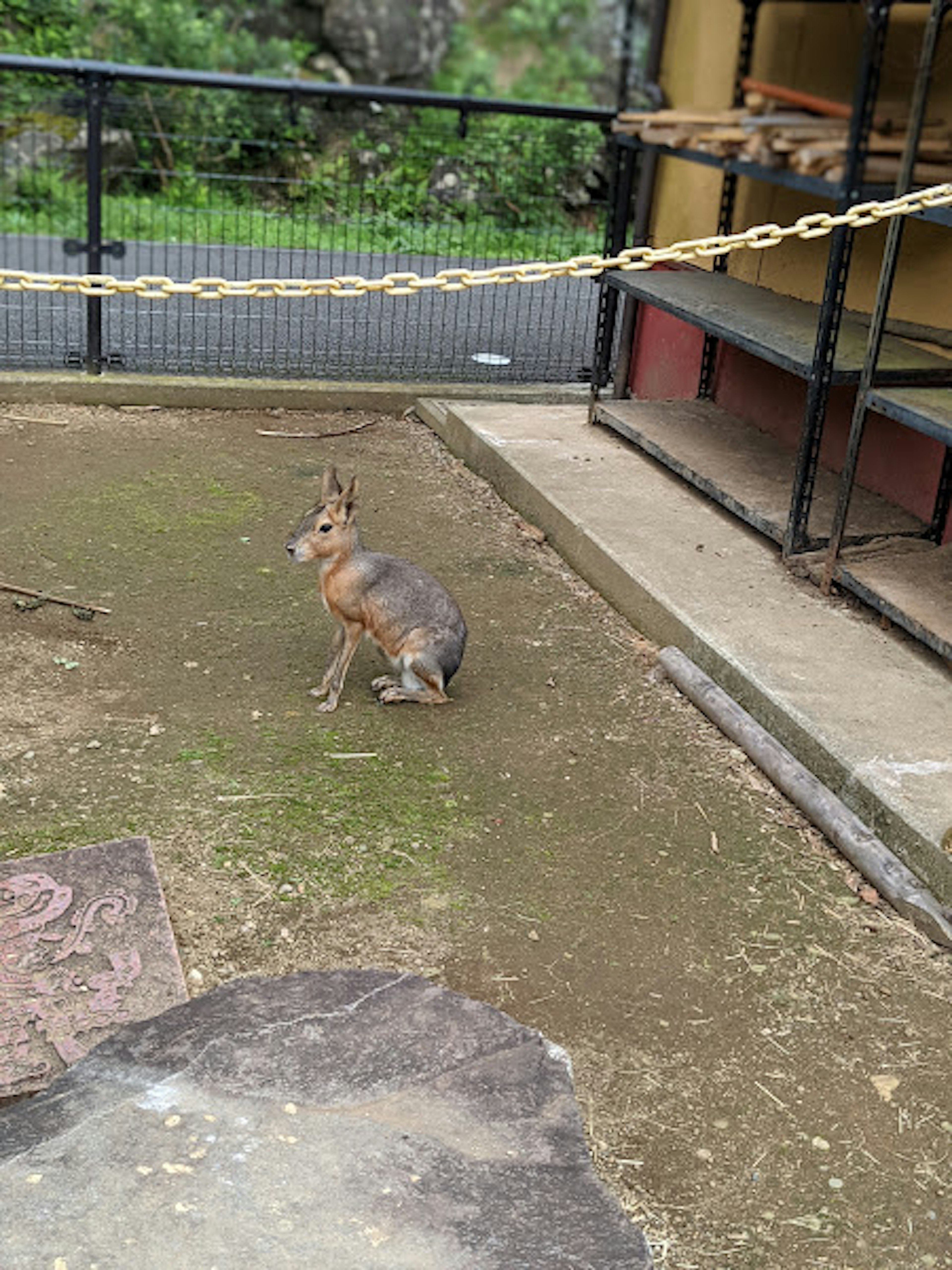 A small animal sitting quietly in an enclosure