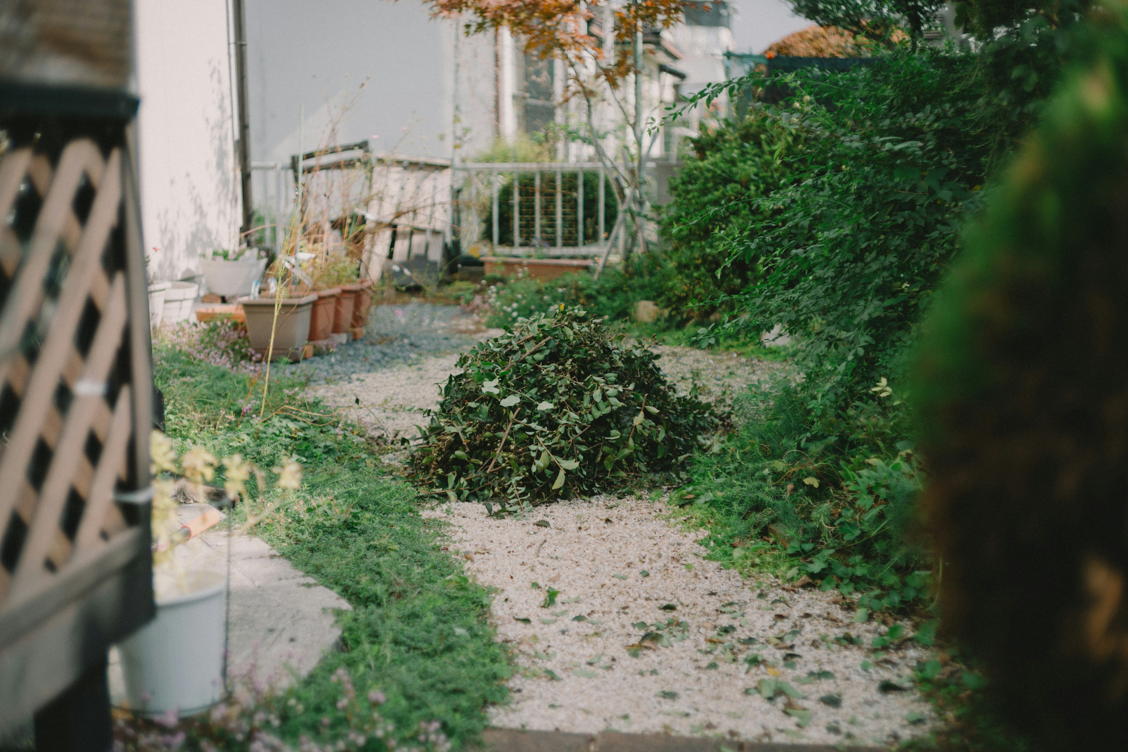 Un sentiero nel giardino con un mucchio di foglie e vegetazione