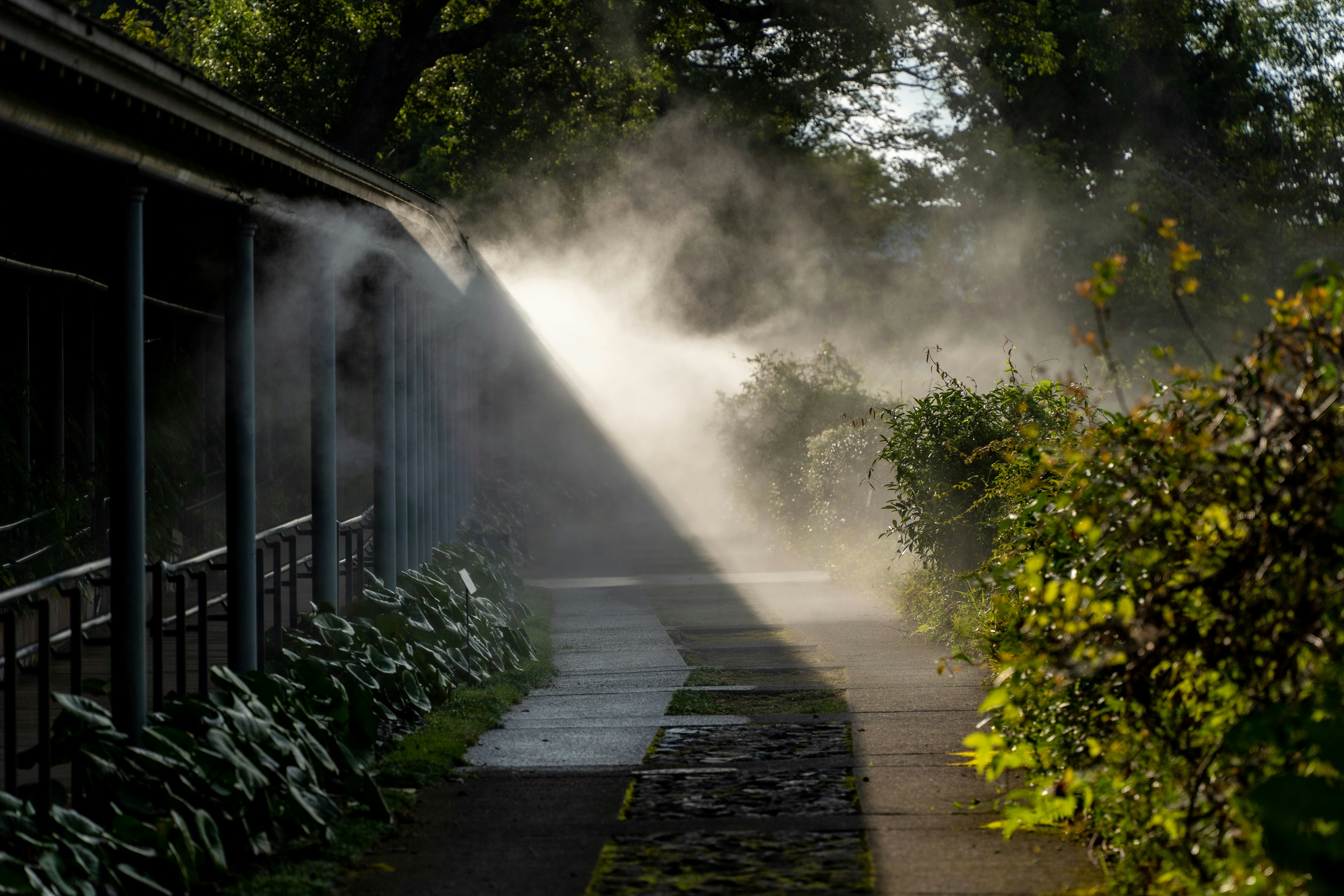 霧の中を照らす光と緑の植物がある小道の風景