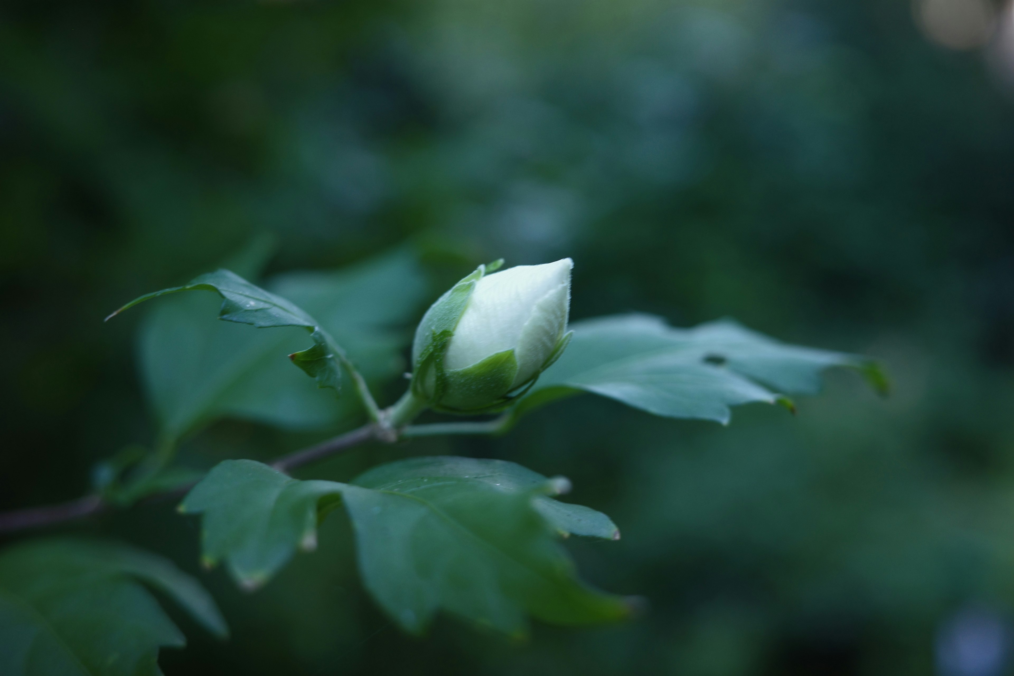 白い蕾が葉の間から見える緑の植物