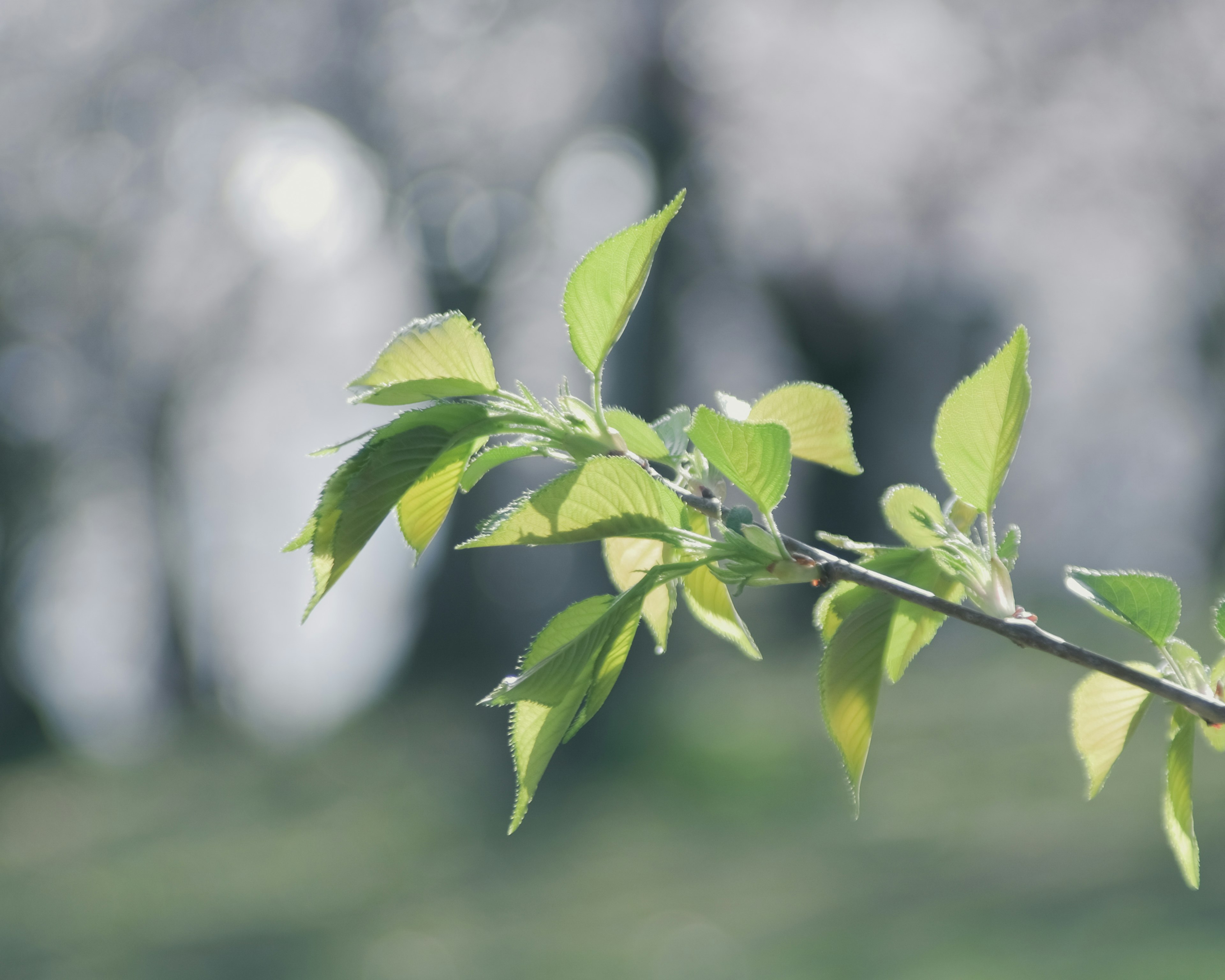 Primo piano di un ramo con foglie verdi sfondo sfocato di alberi in fiore