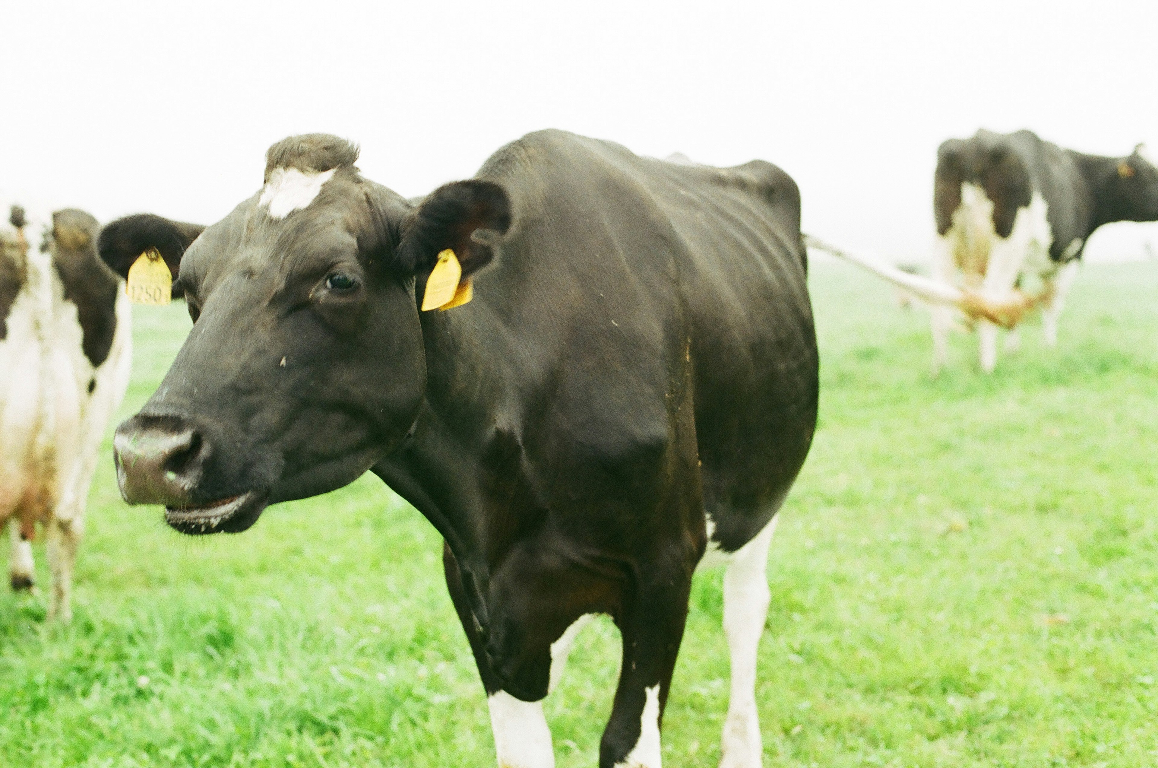 Una mucca bianca e nera in piedi in un campo verde