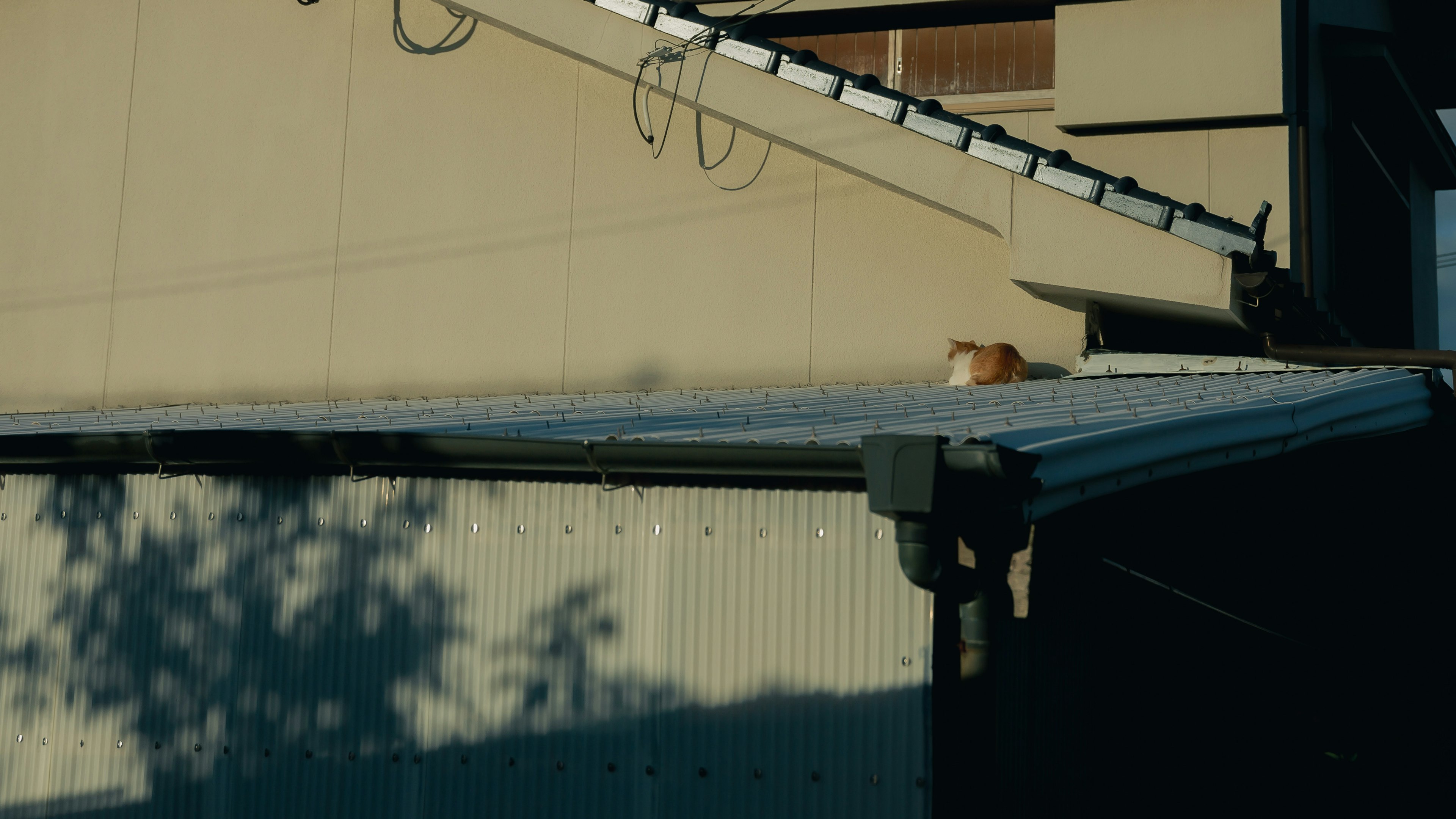 Un gatto seduto su un tetto con ombre proiettate sul muro