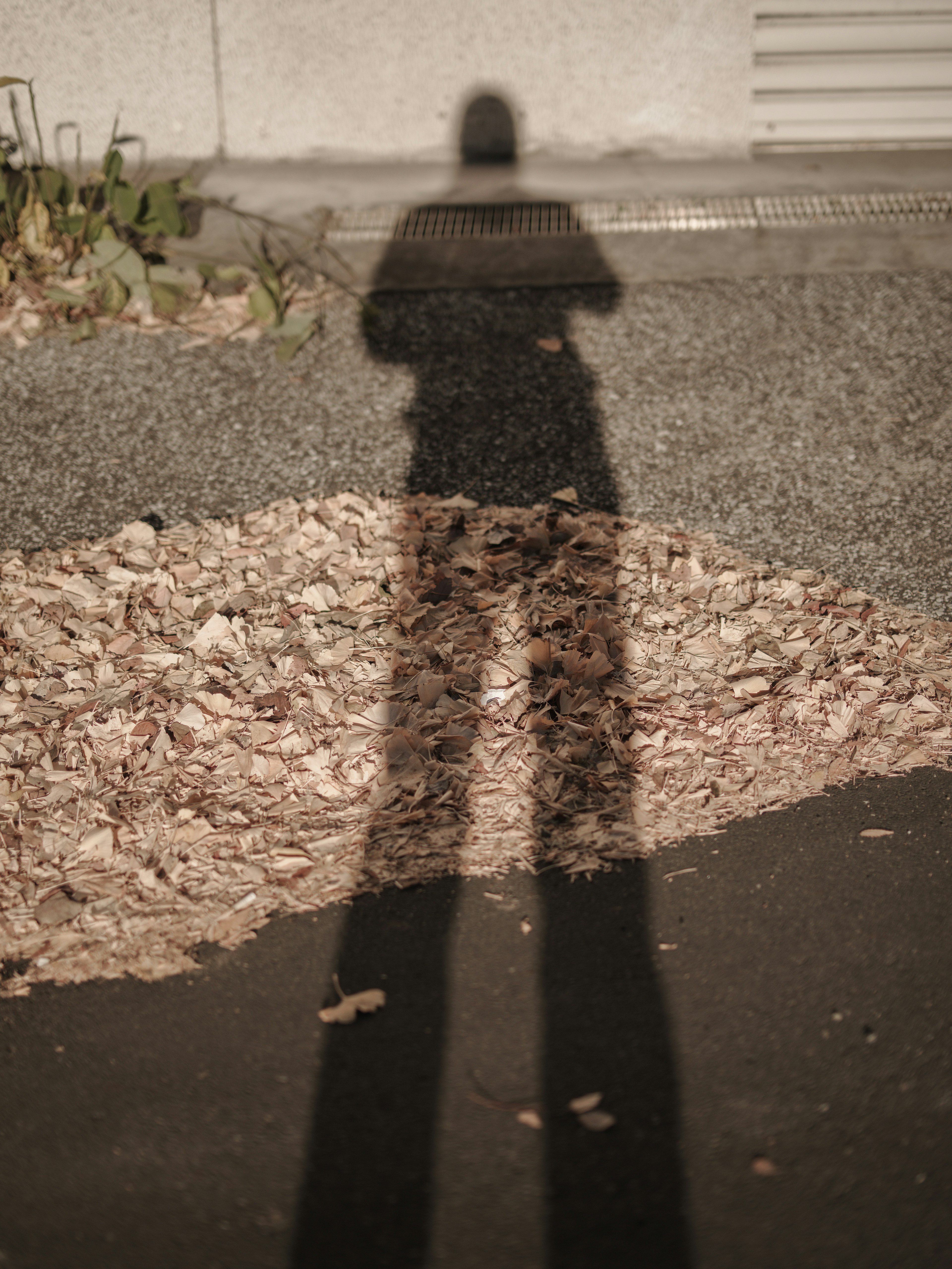 Silhouette of a person standing on asphalt with a pile of leaves