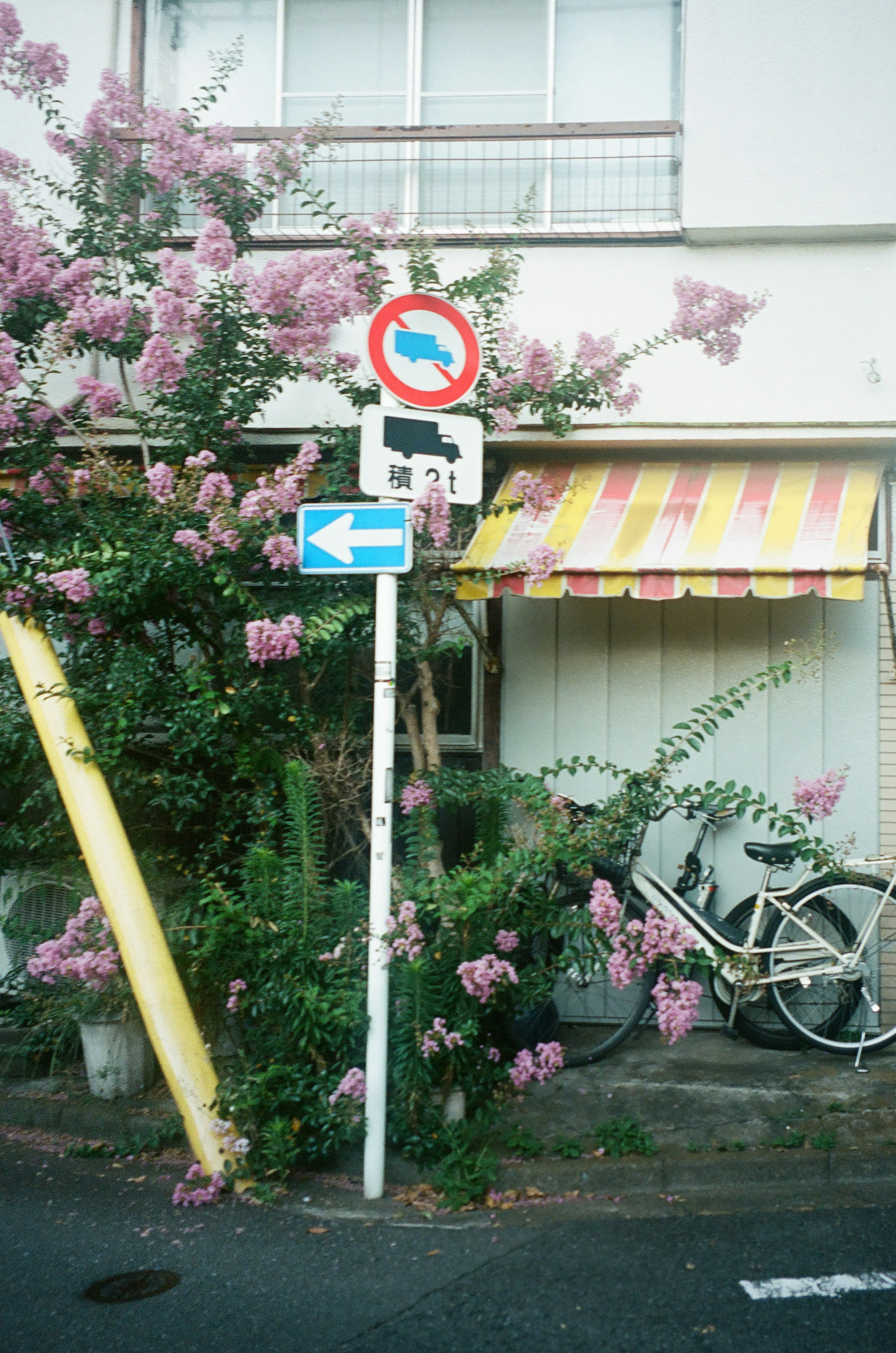 Street scene with flowering tree and bicycle near building