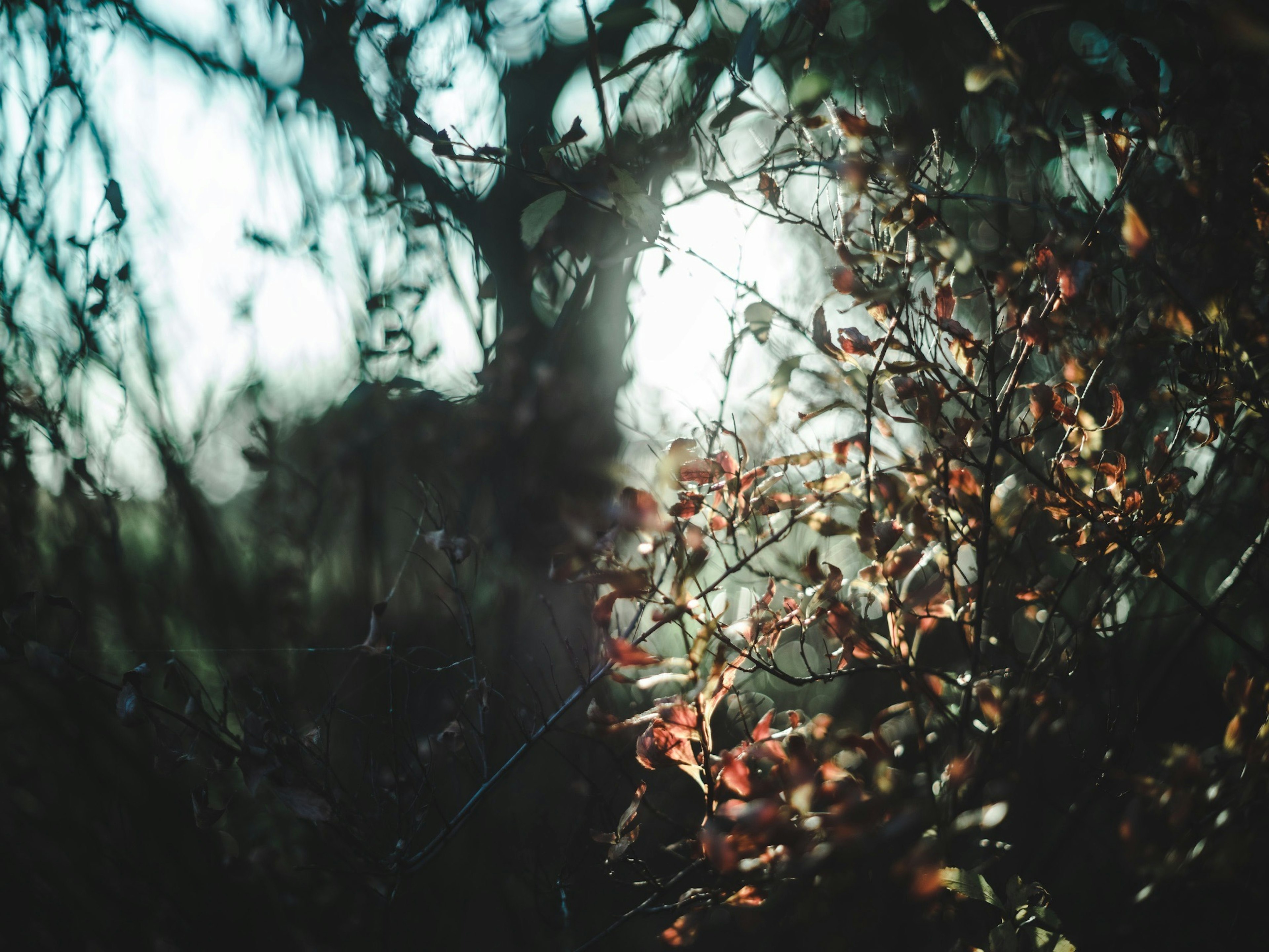 A blurred background featuring colorful leaves in a natural setting