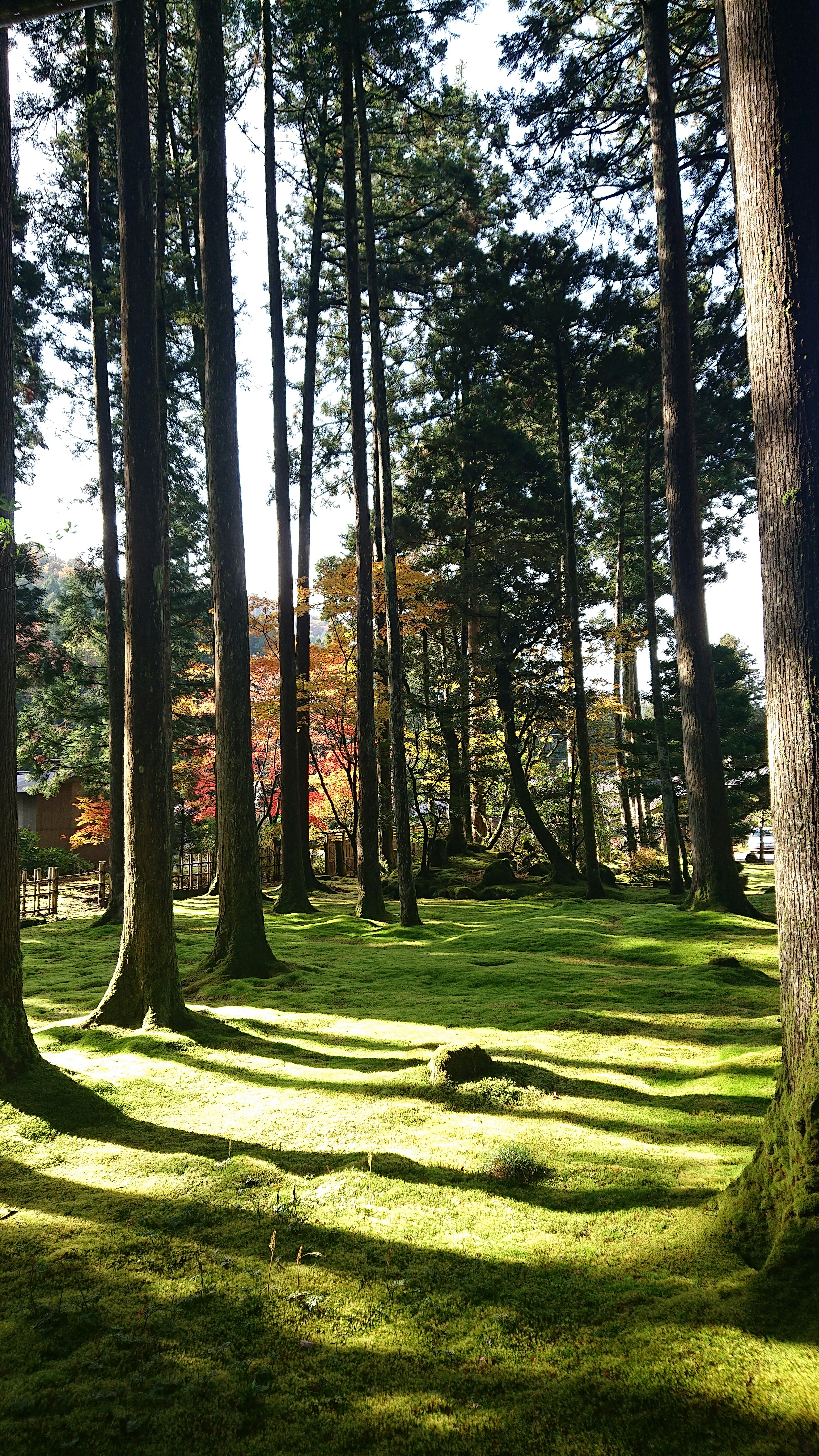 Grands arbres dans une forêt luxuriante projetant des ombres sur la mousse verte