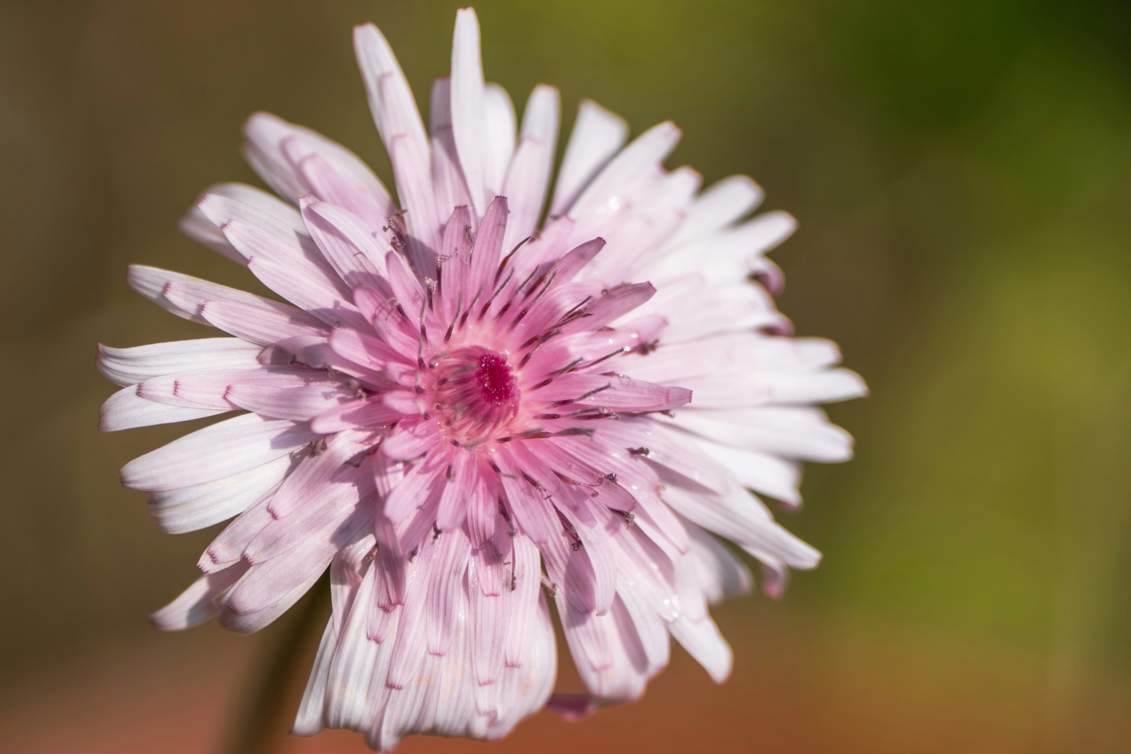 Nahaufnahme einer schönen rosa Blume mit langen Blütenblättern und einem tiefrosa Zentrum