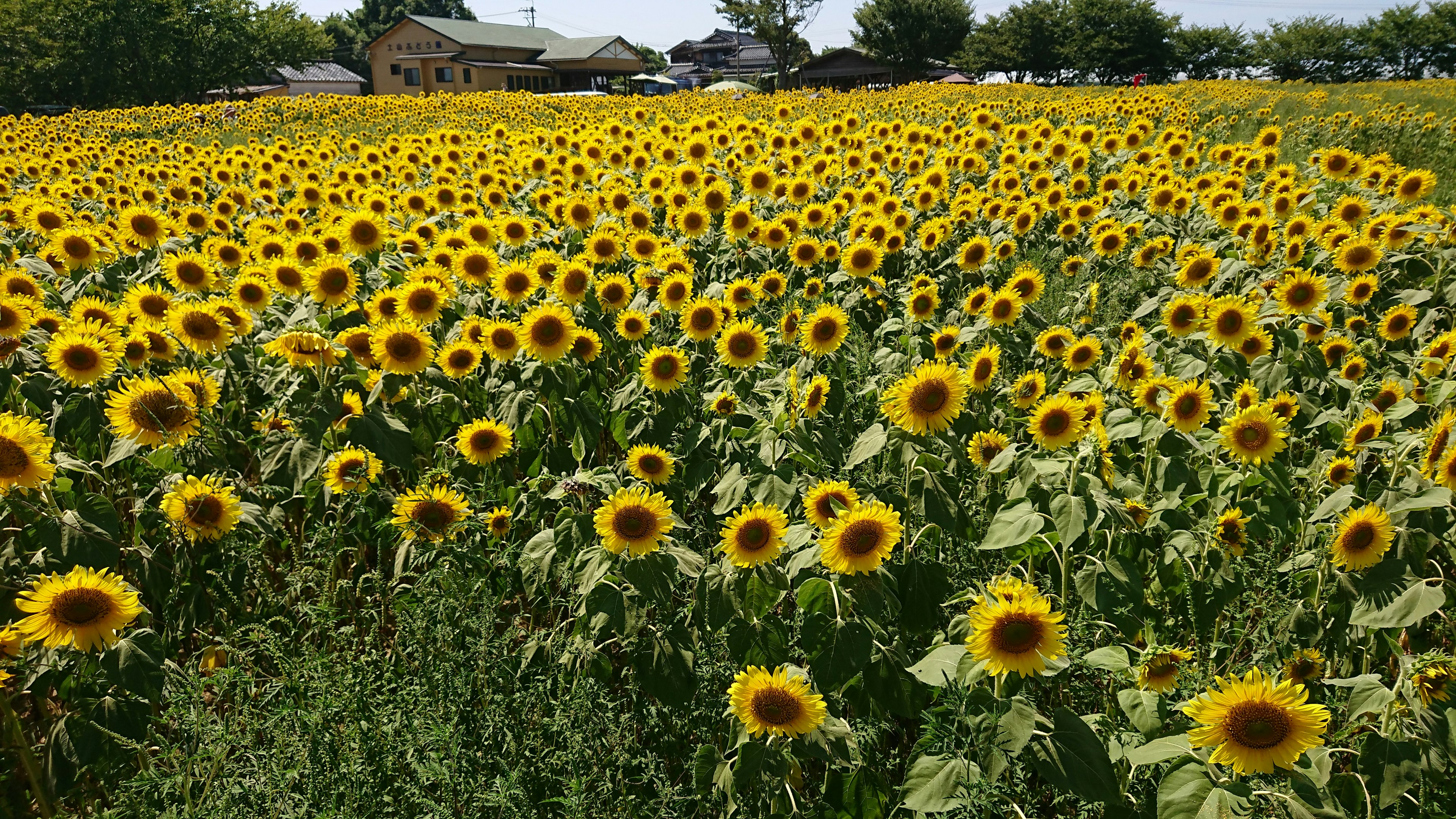 Ampio campo di girasoli sotto un cielo blu chiaro