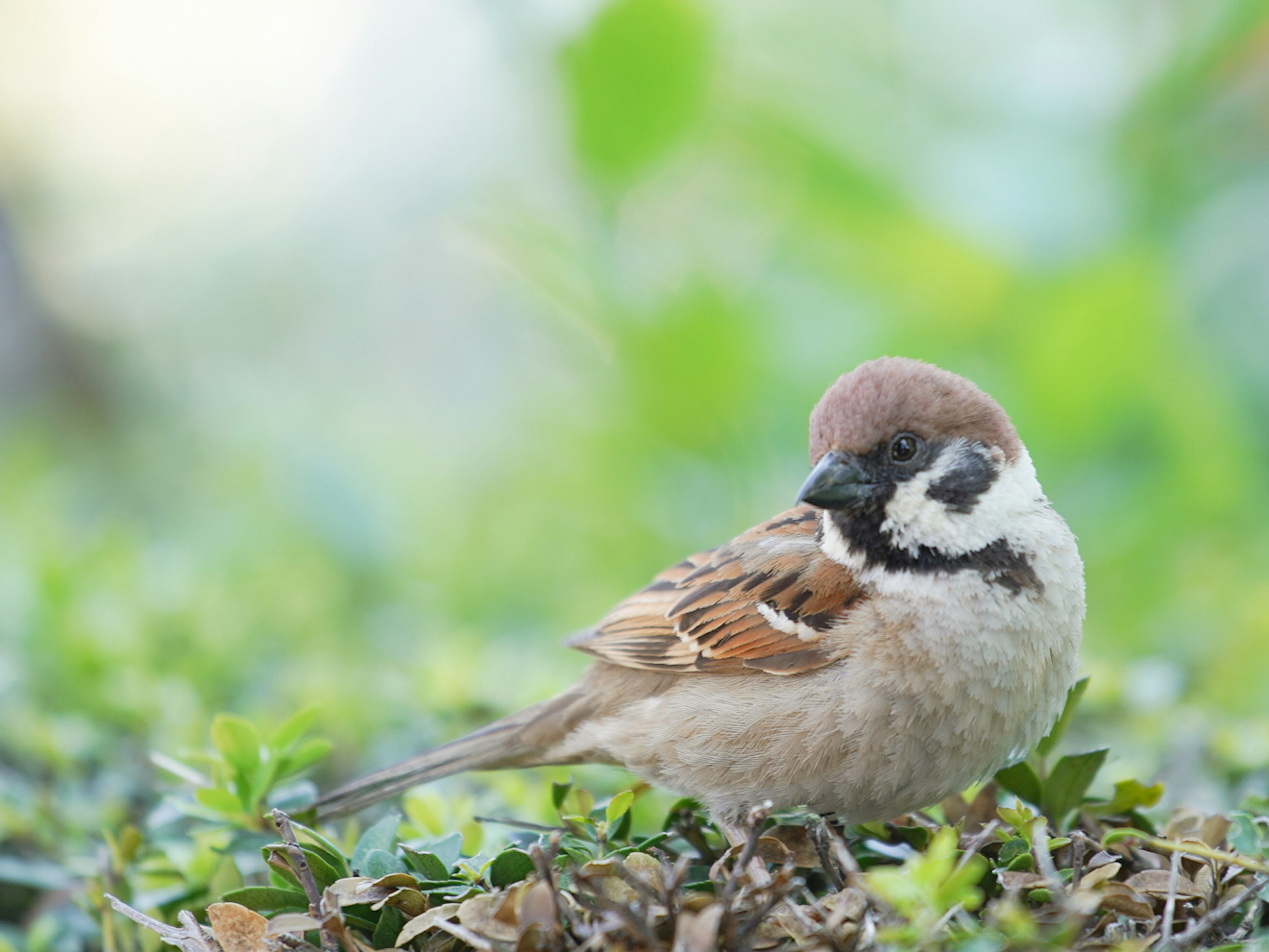 Ein kleiner Vogel mit braunem Kappen und weißen Wangen, der auf Grünzeug sitzt