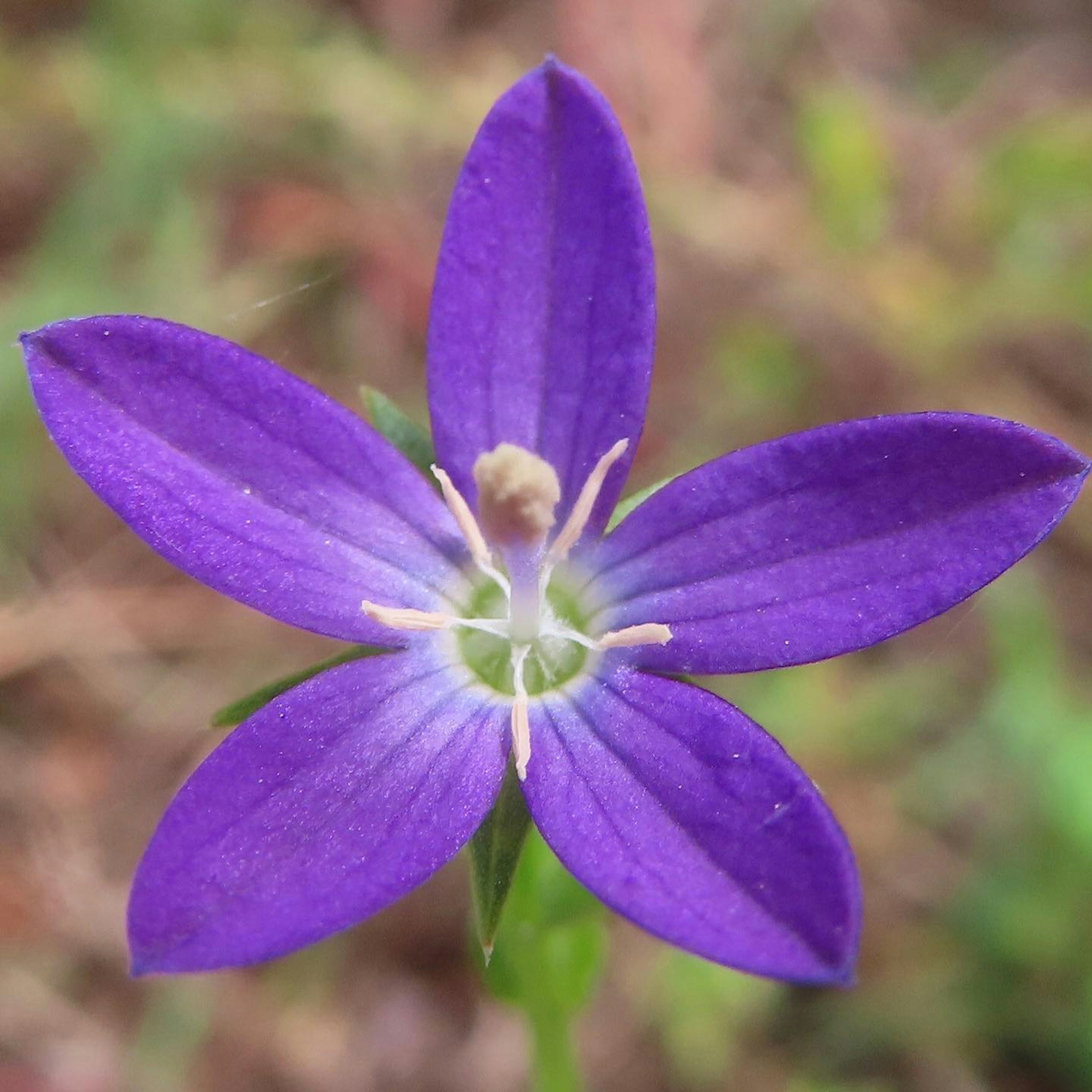 Close-up of a vibrant purple flower with a white center