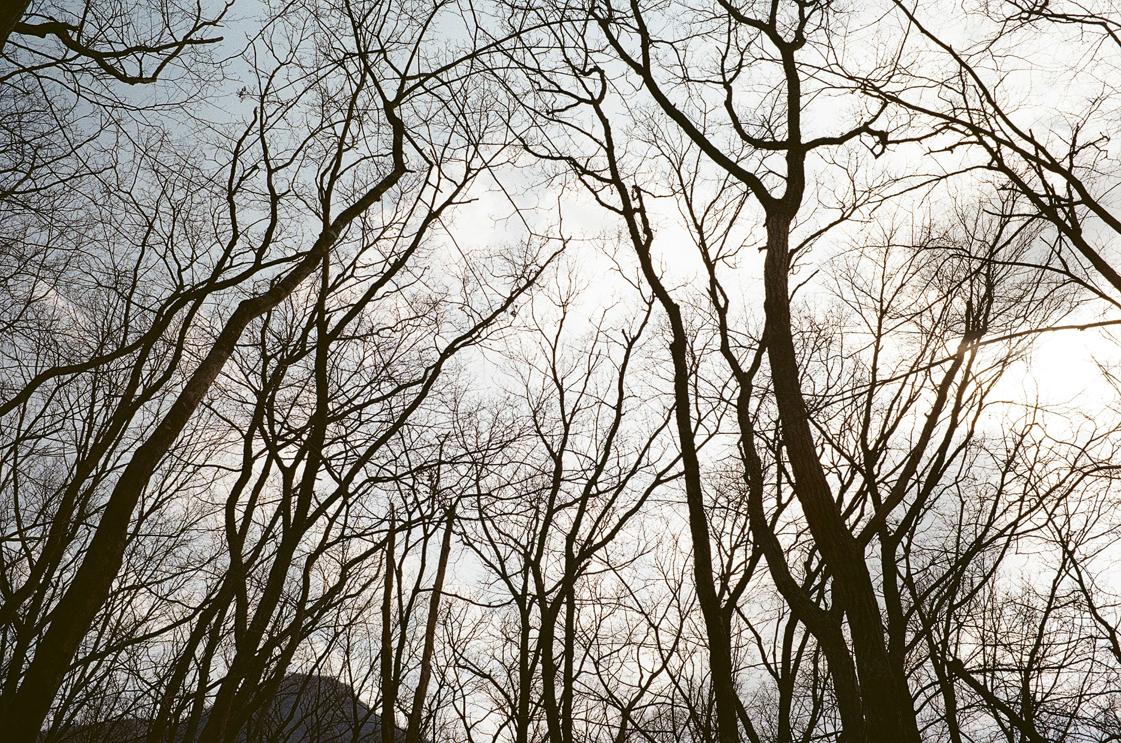 Ramas de árboles desnudos apuntando al cielo en invierno