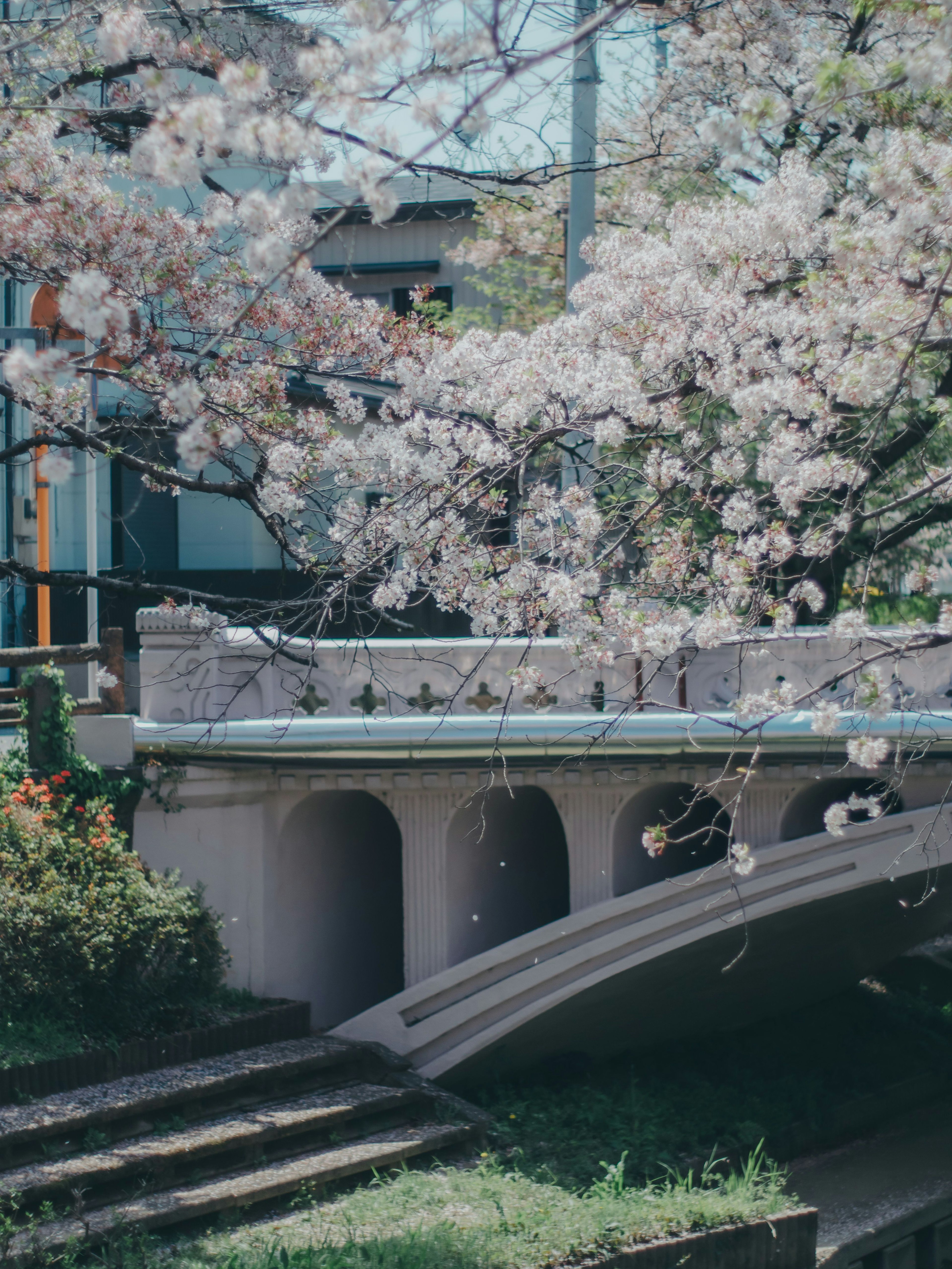 桜の花が咲く橋と周囲の風景