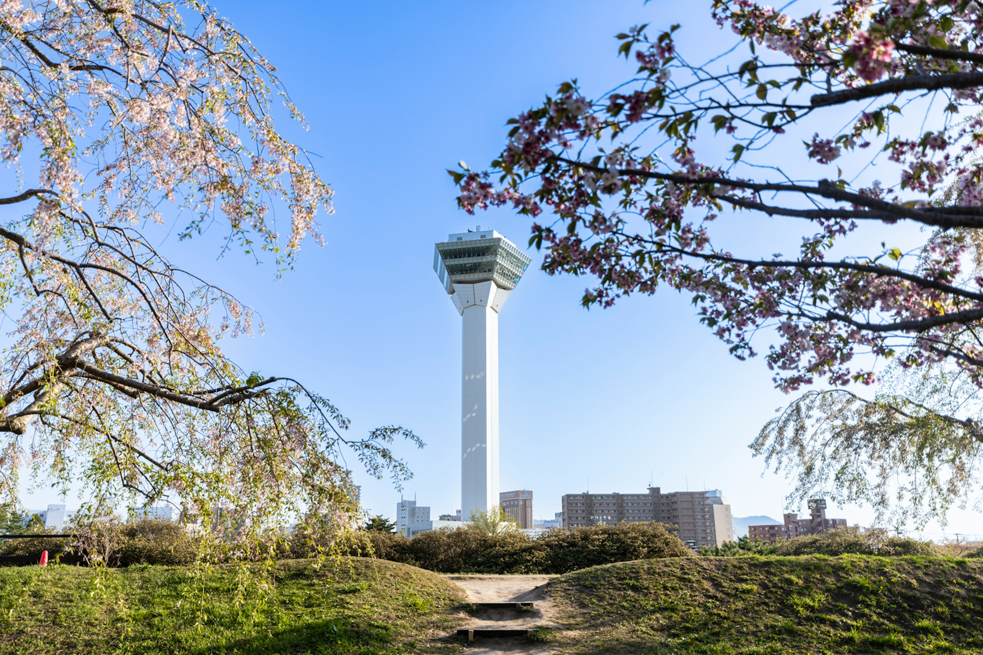 Pemandangan menara observasi yang dikelilingi pohon sakura