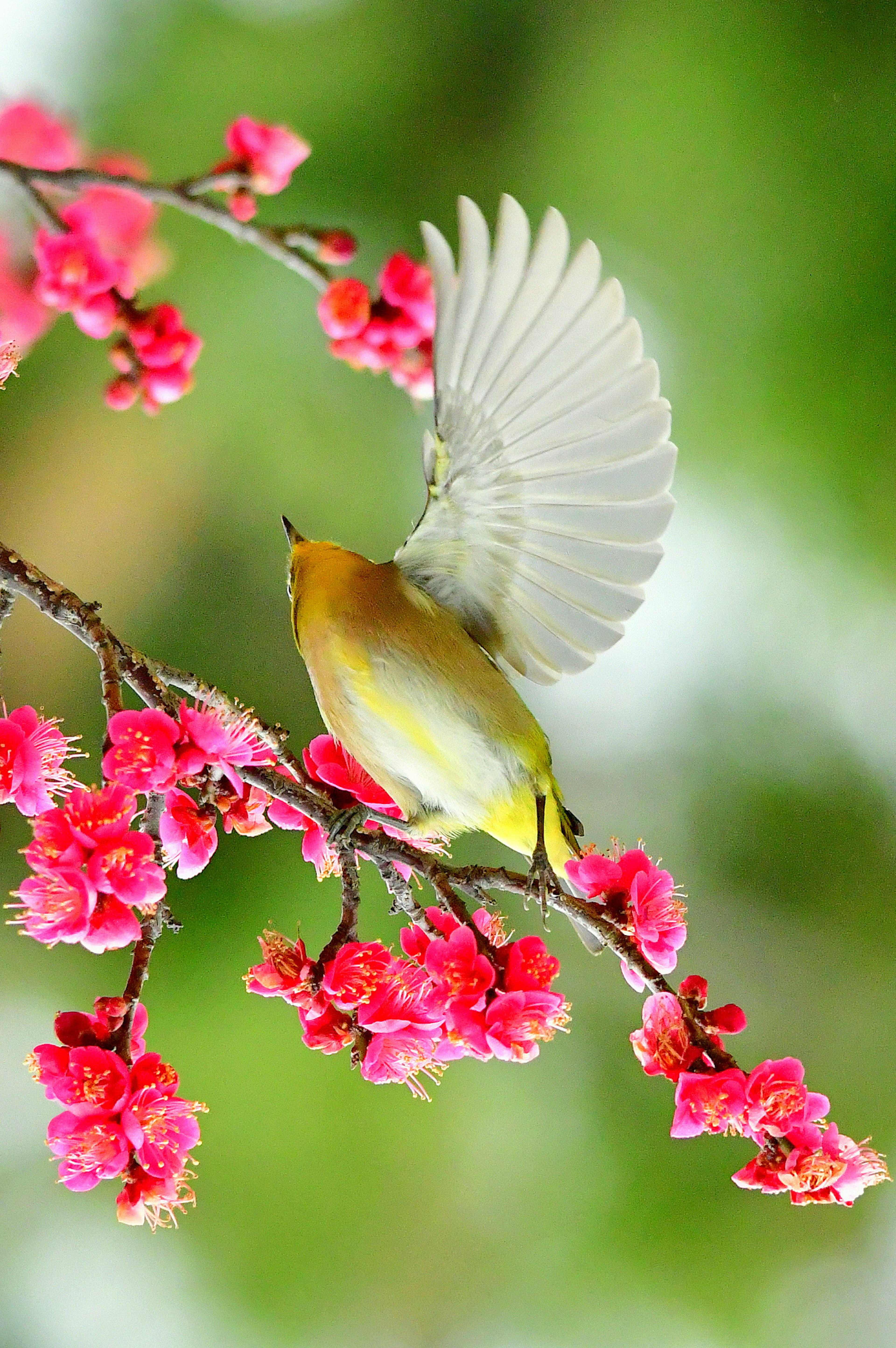 鳥栖息在櫻花樹枝上，翅膀展開