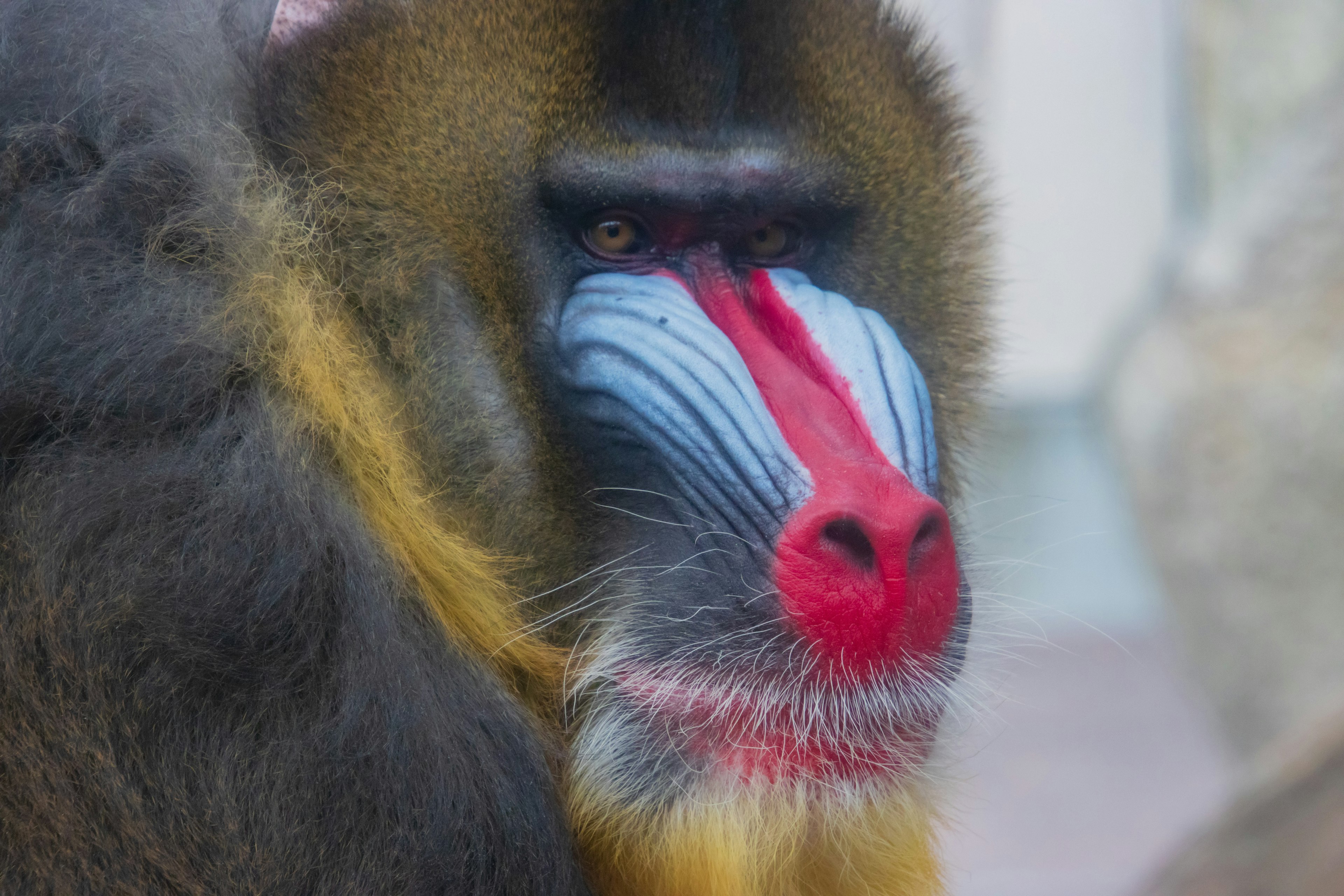 Gros plan d'un babouin avec des couleurs faciales distinctives