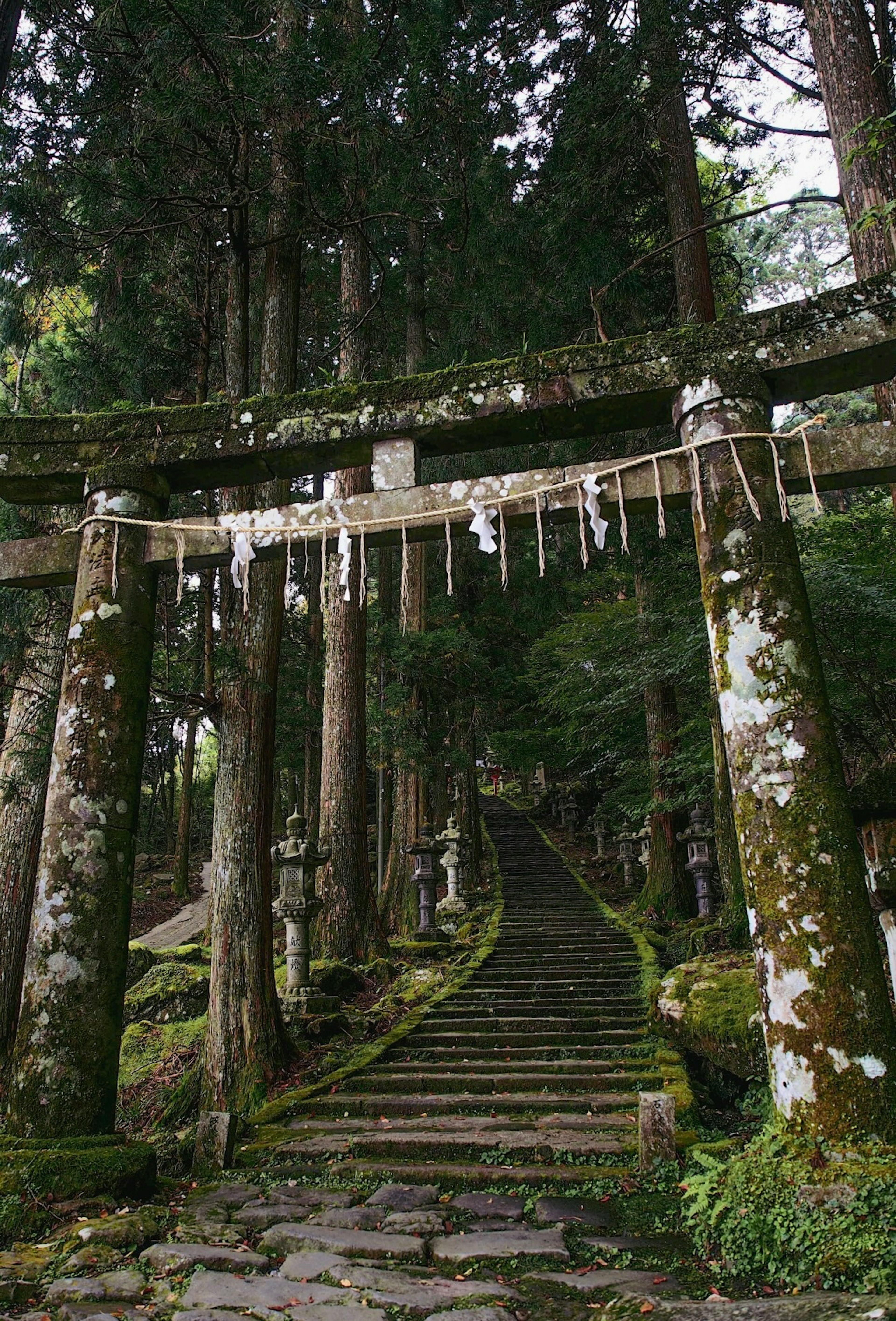 bậc thang đá phủ rêu dẫn đến cổng torii truyền thống bao quanh bởi những cây cao