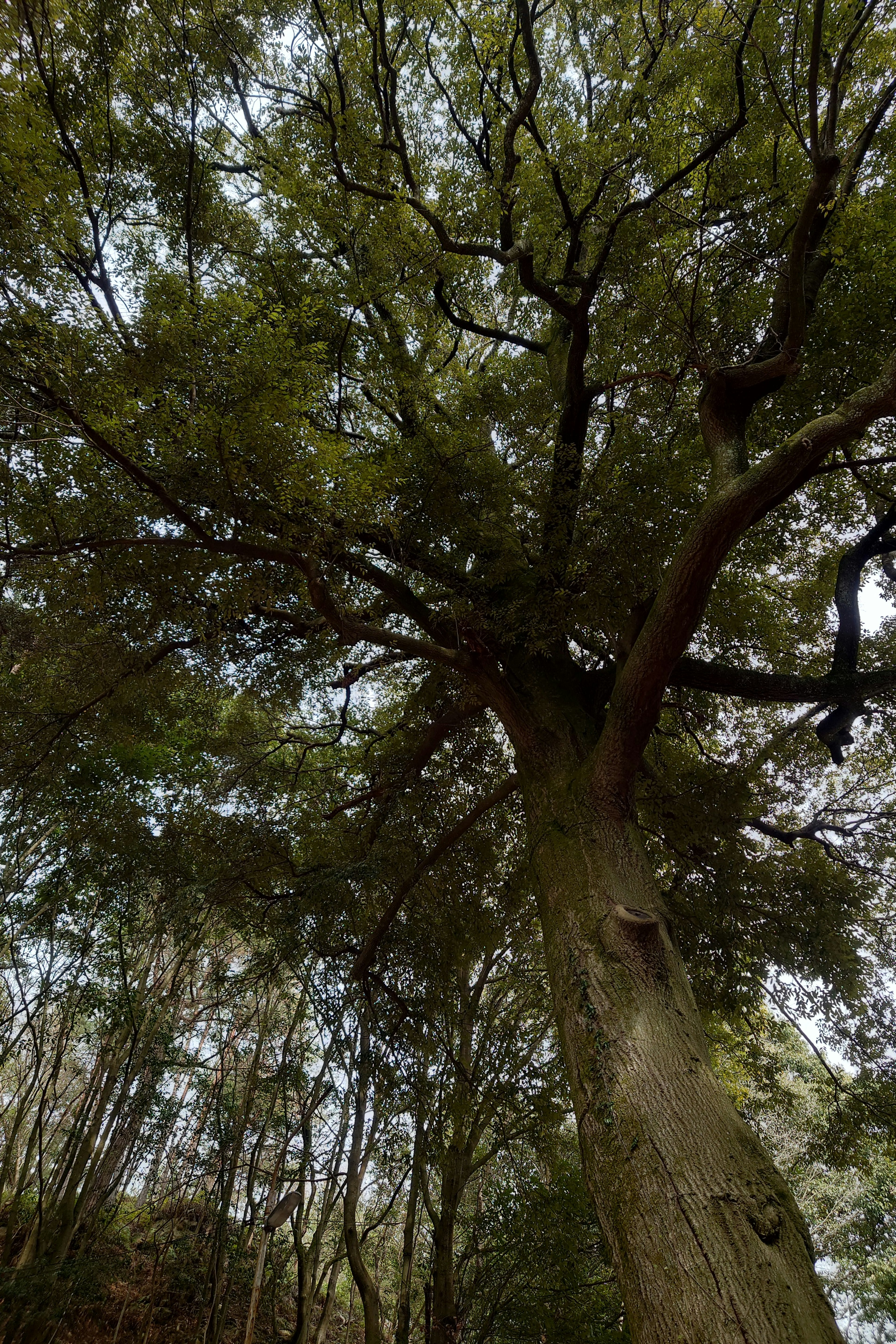 Photo of a large tree viewed from below with lush green foliage