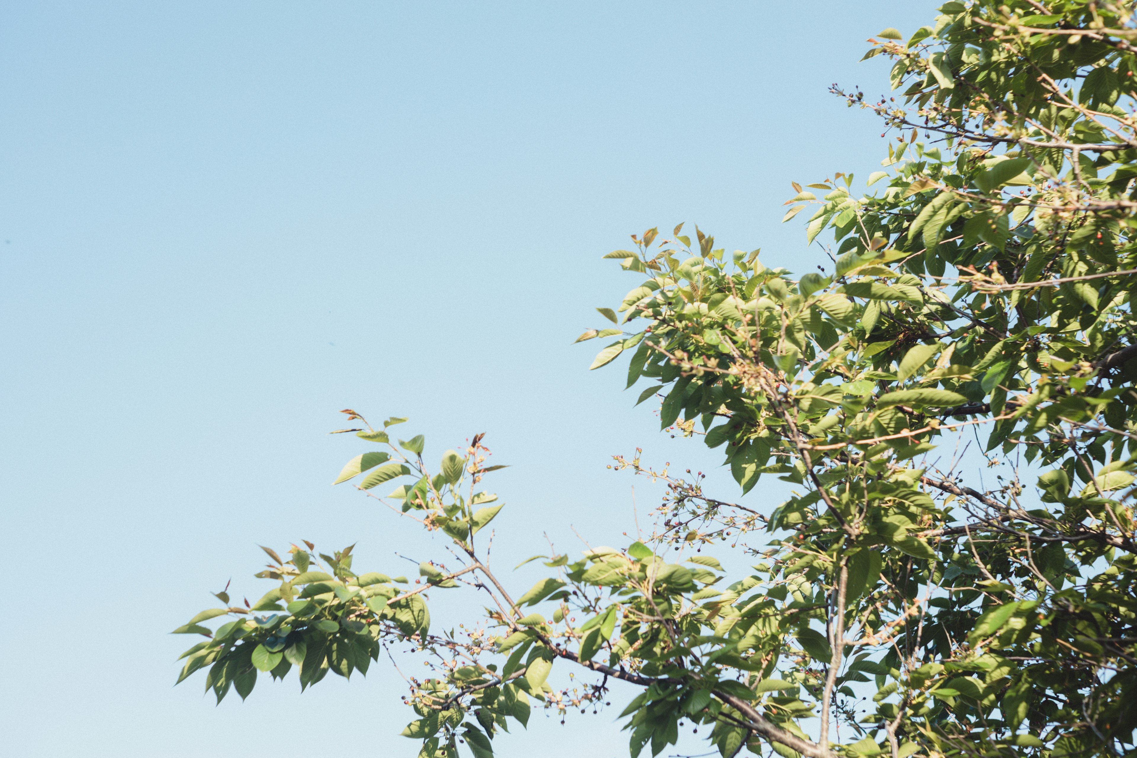 Parte de un árbol con hojas verdes bajo un cielo azul