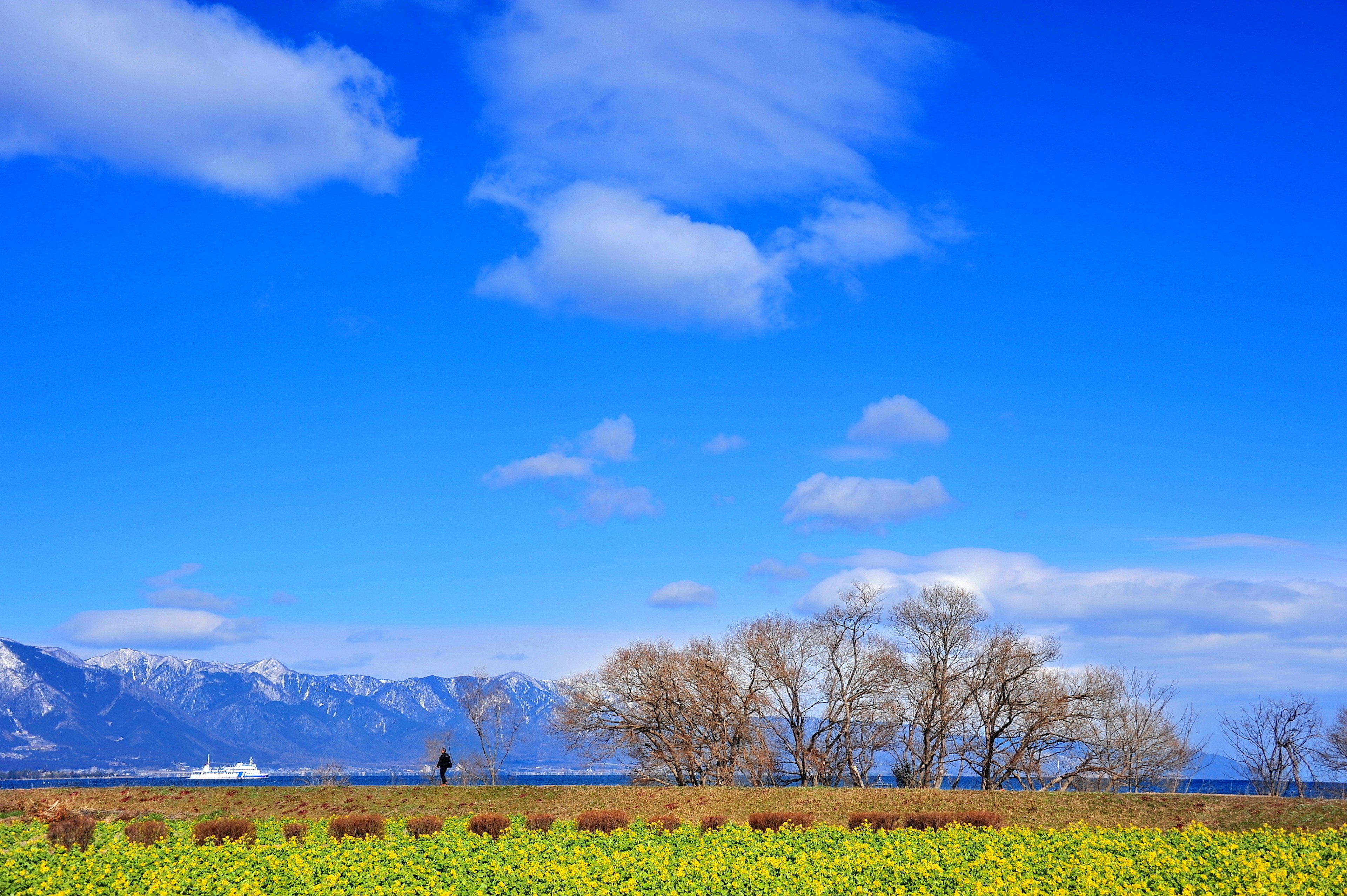 Campo di fiori gialli vibranti sotto un cielo blu chiaro con nuvole bianche e montagne lontane