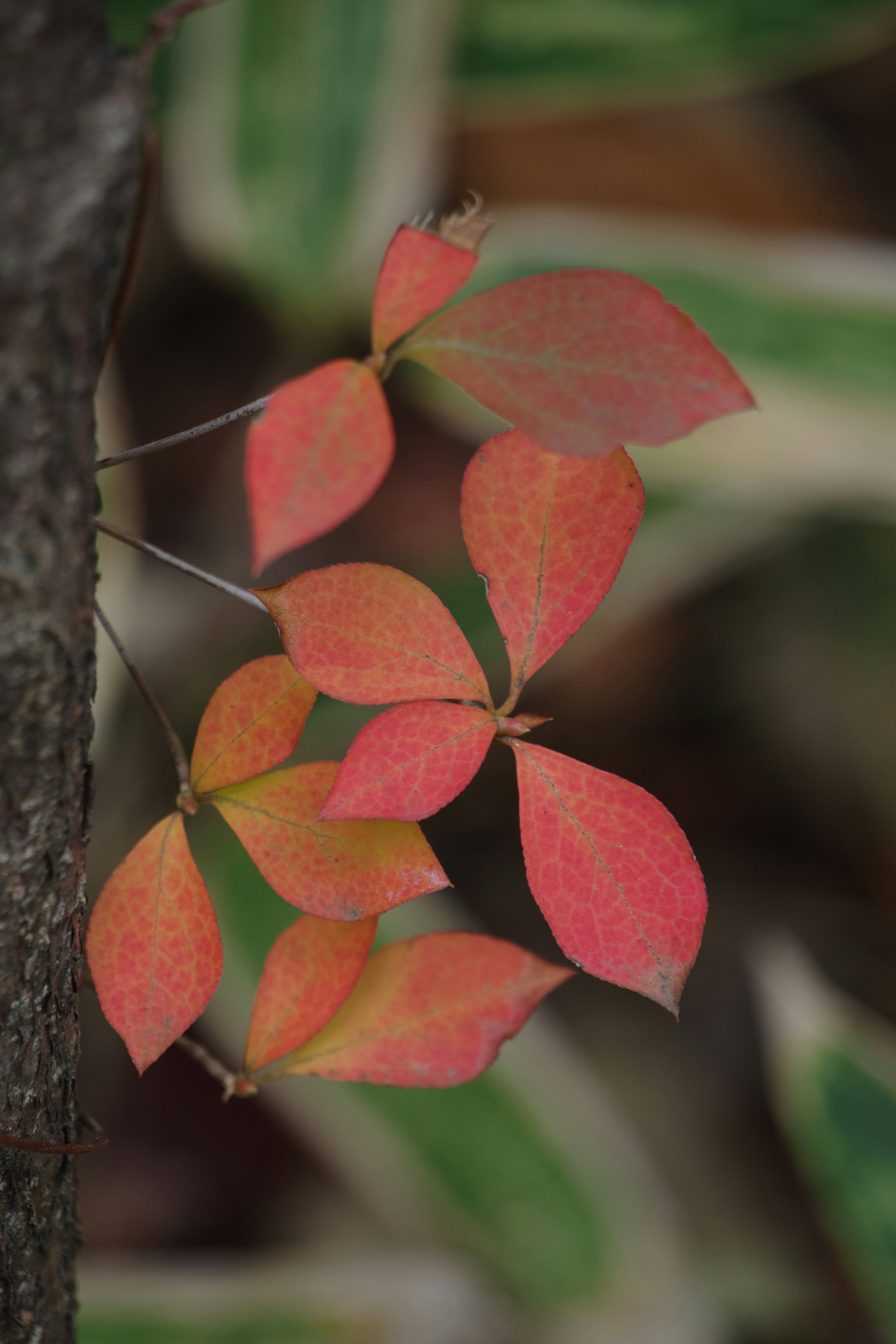 Cluster of red leaves on a tree trunk showcasing autumn colors