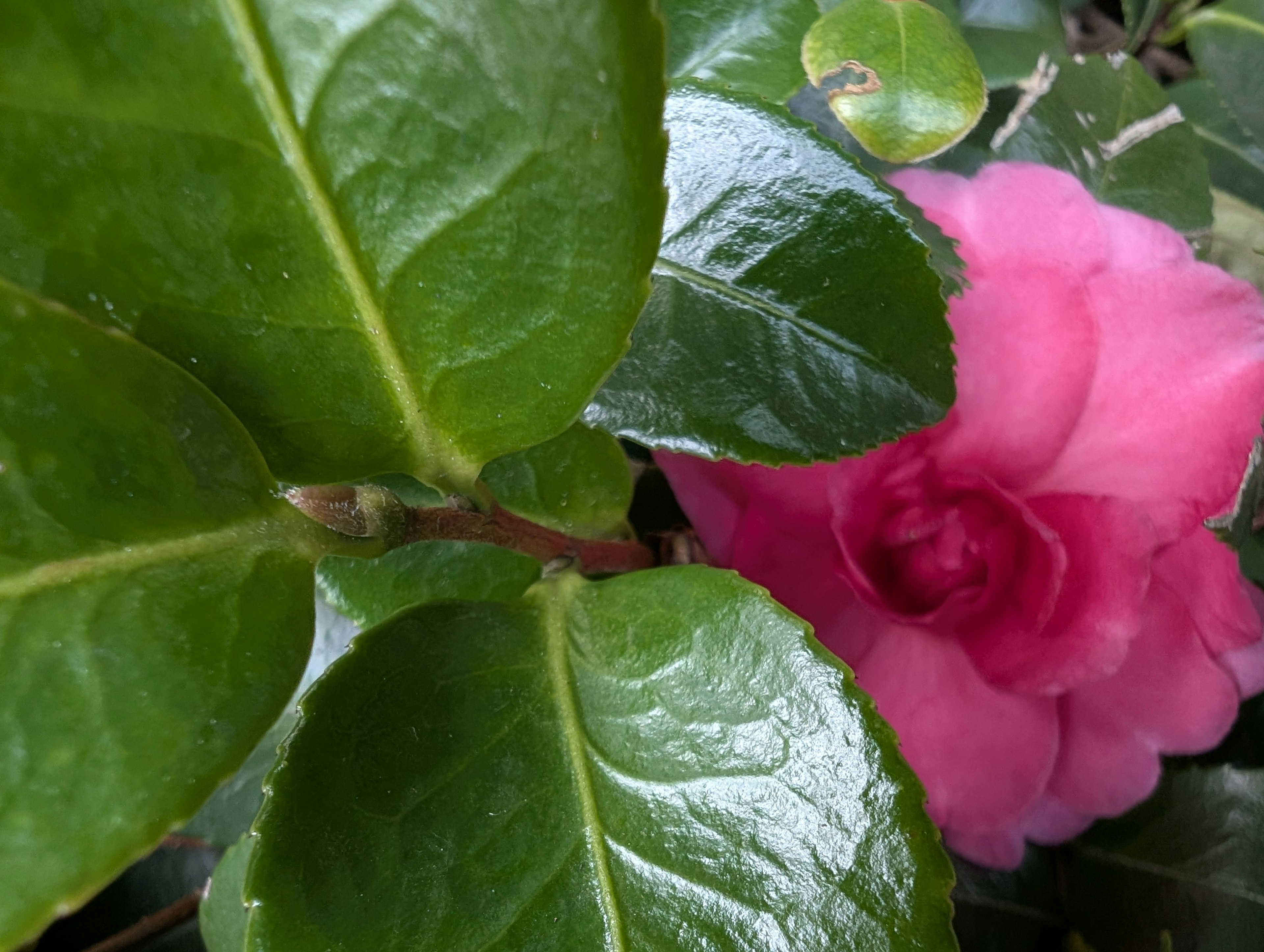 Fiore rosa parzialmente nascosto tra foglie verdi