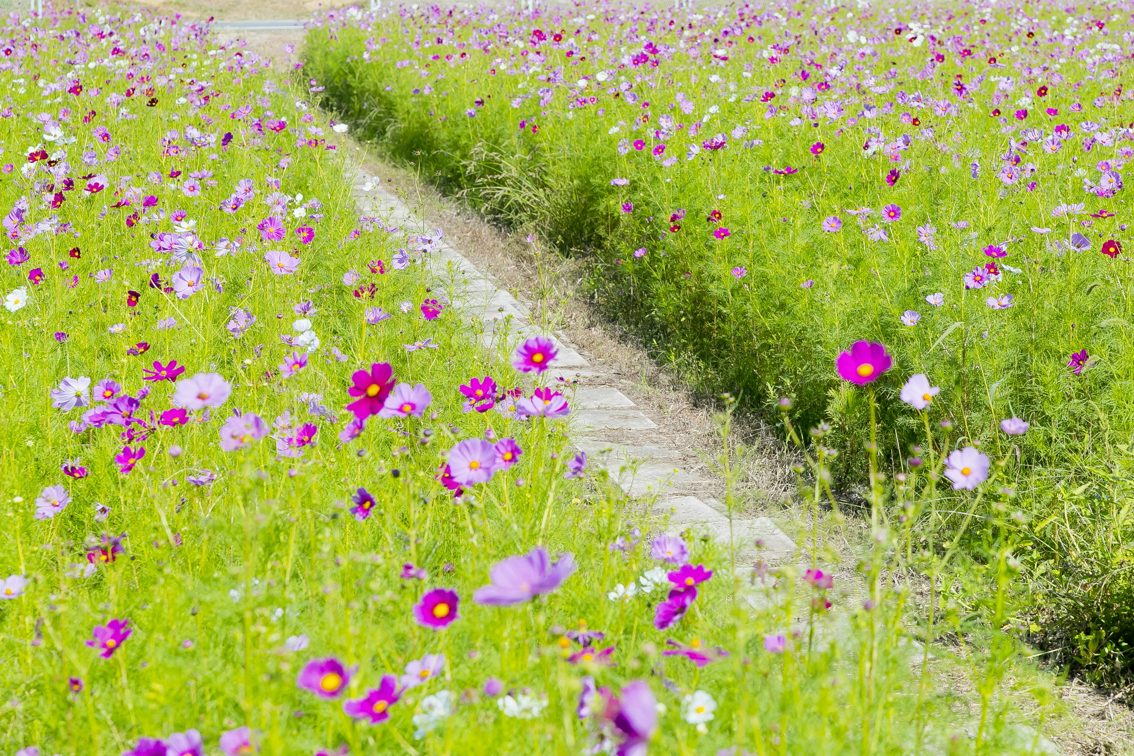 Bunga cosmos yang cerah mekar di ladang hijau dengan jalan sempit