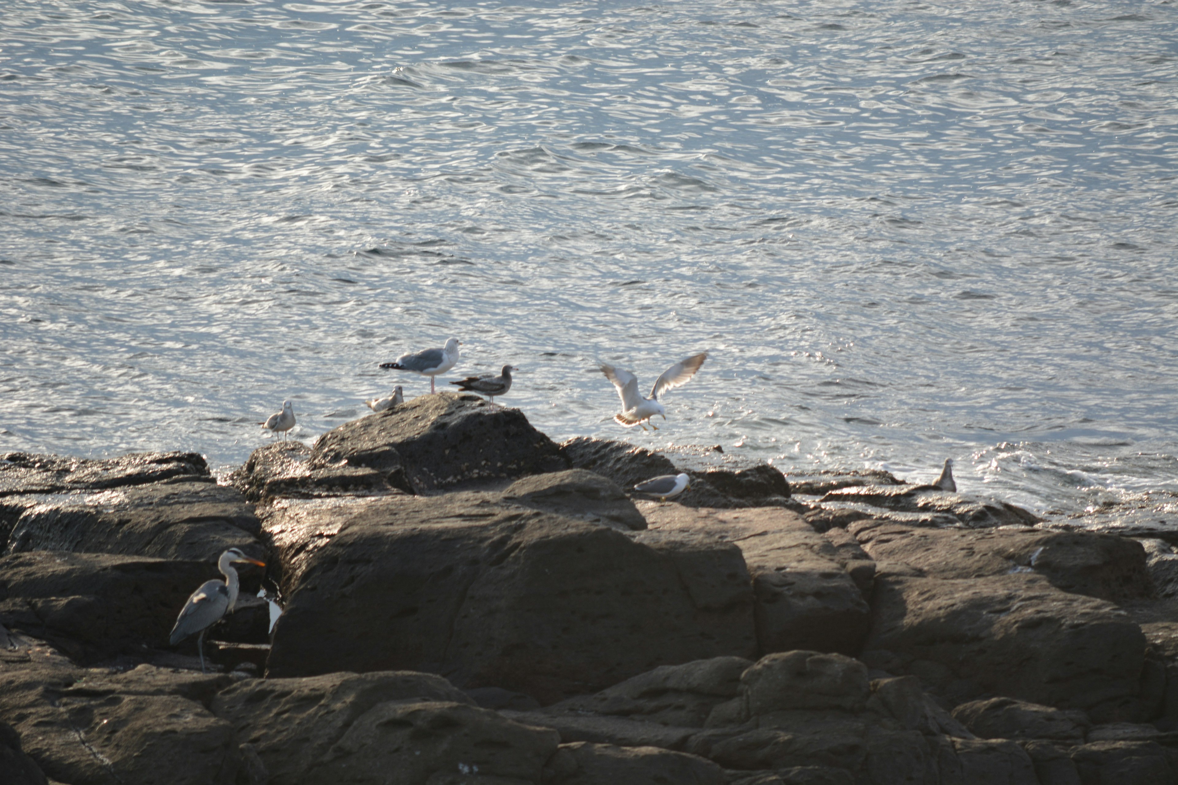 岩の上にいる鳥たちと海の波