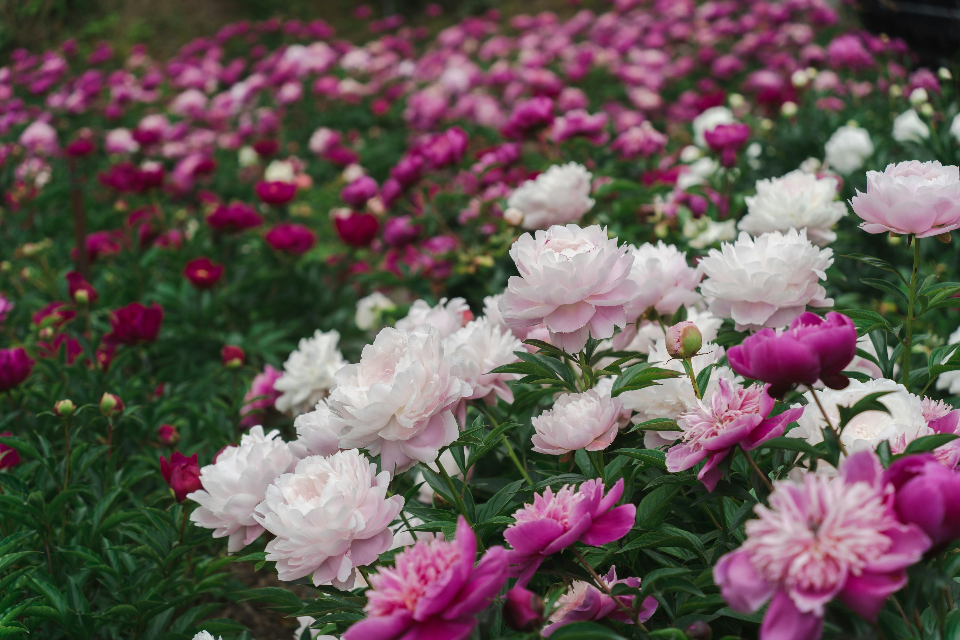 色とりどりのボタンの花が咲く風景