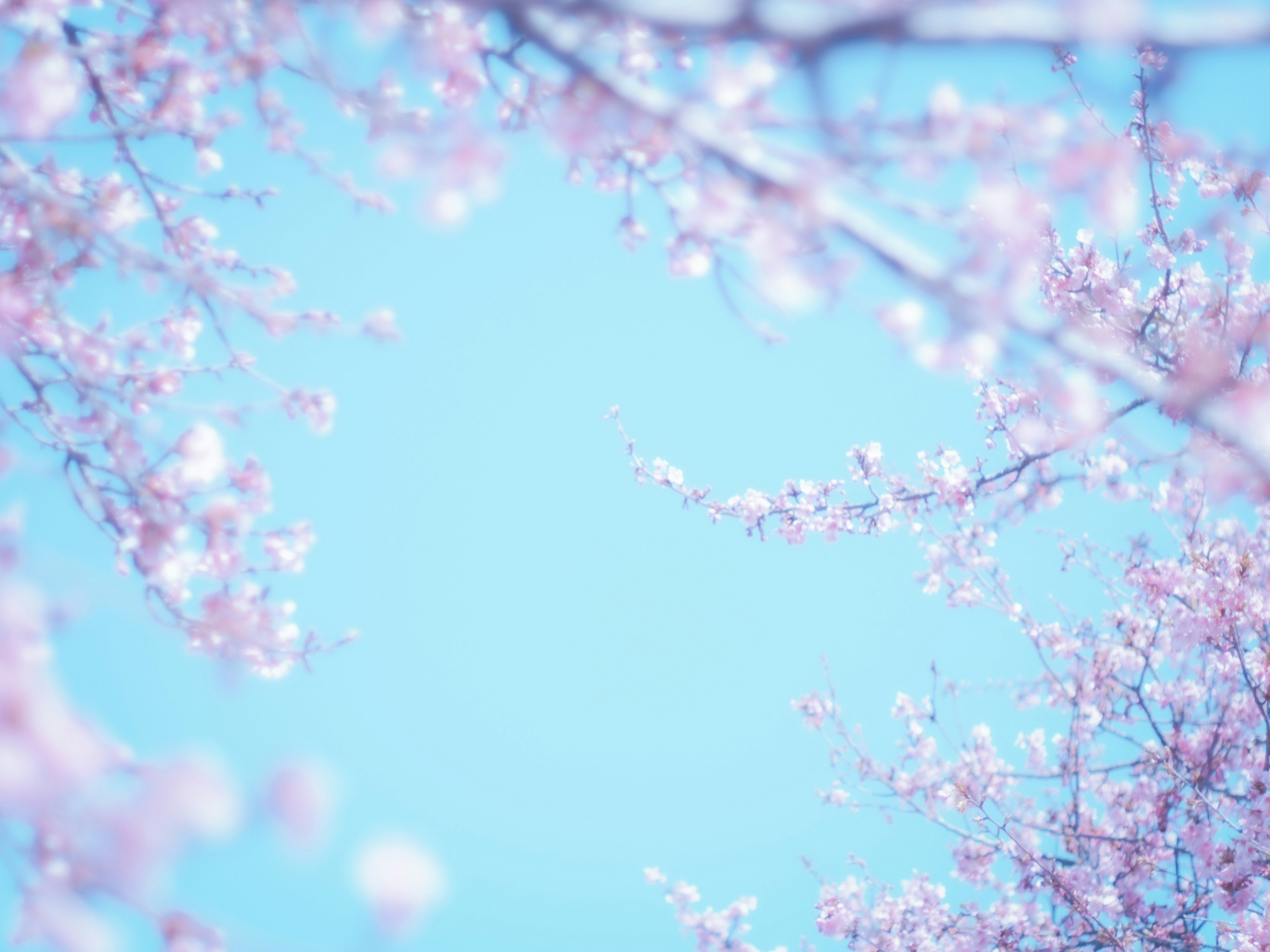 Bunga sakura yang membingkai langit biru cerah