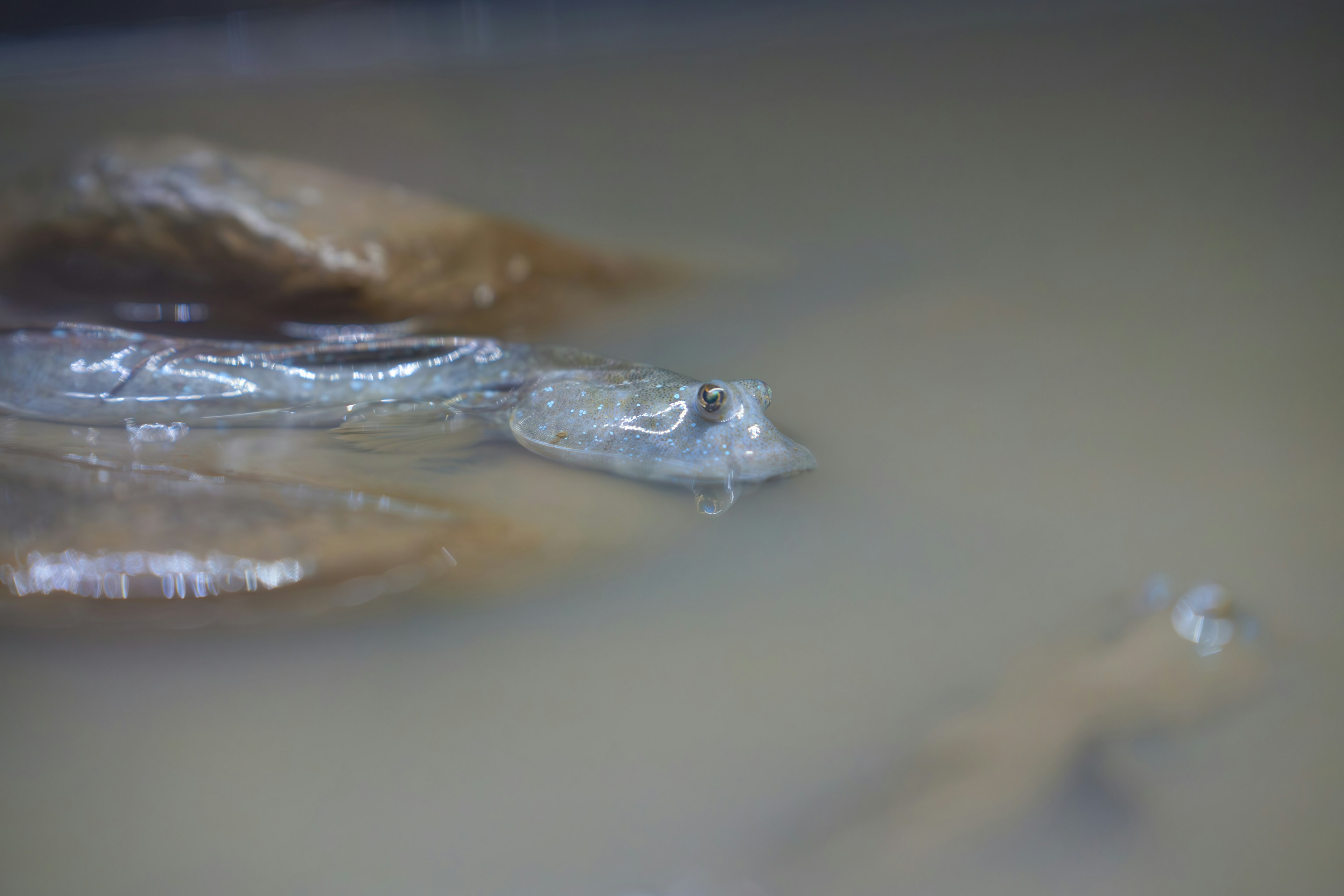 Image showing part of a fish submerged in murky water