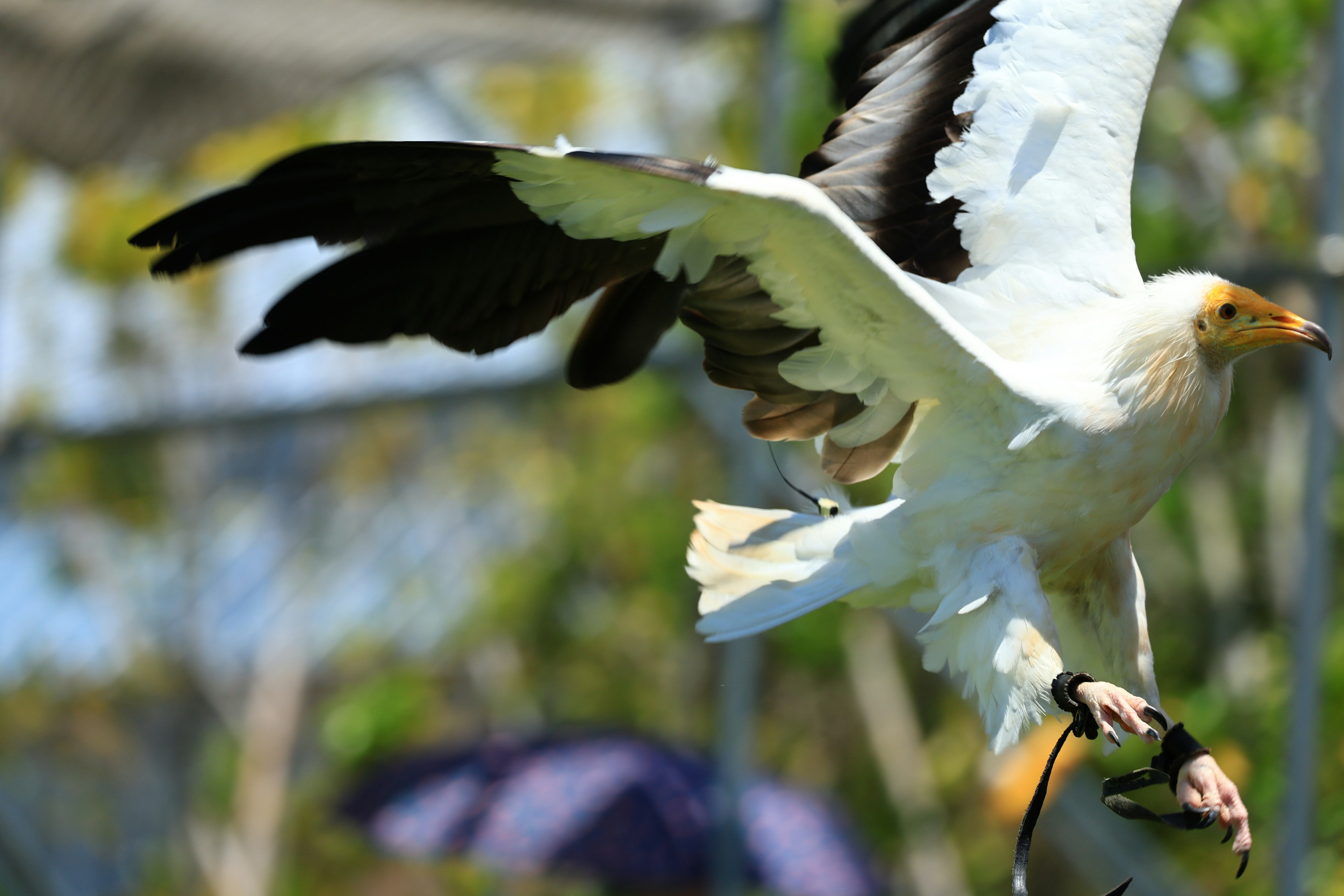 A bird with white feathers and black wings in flight