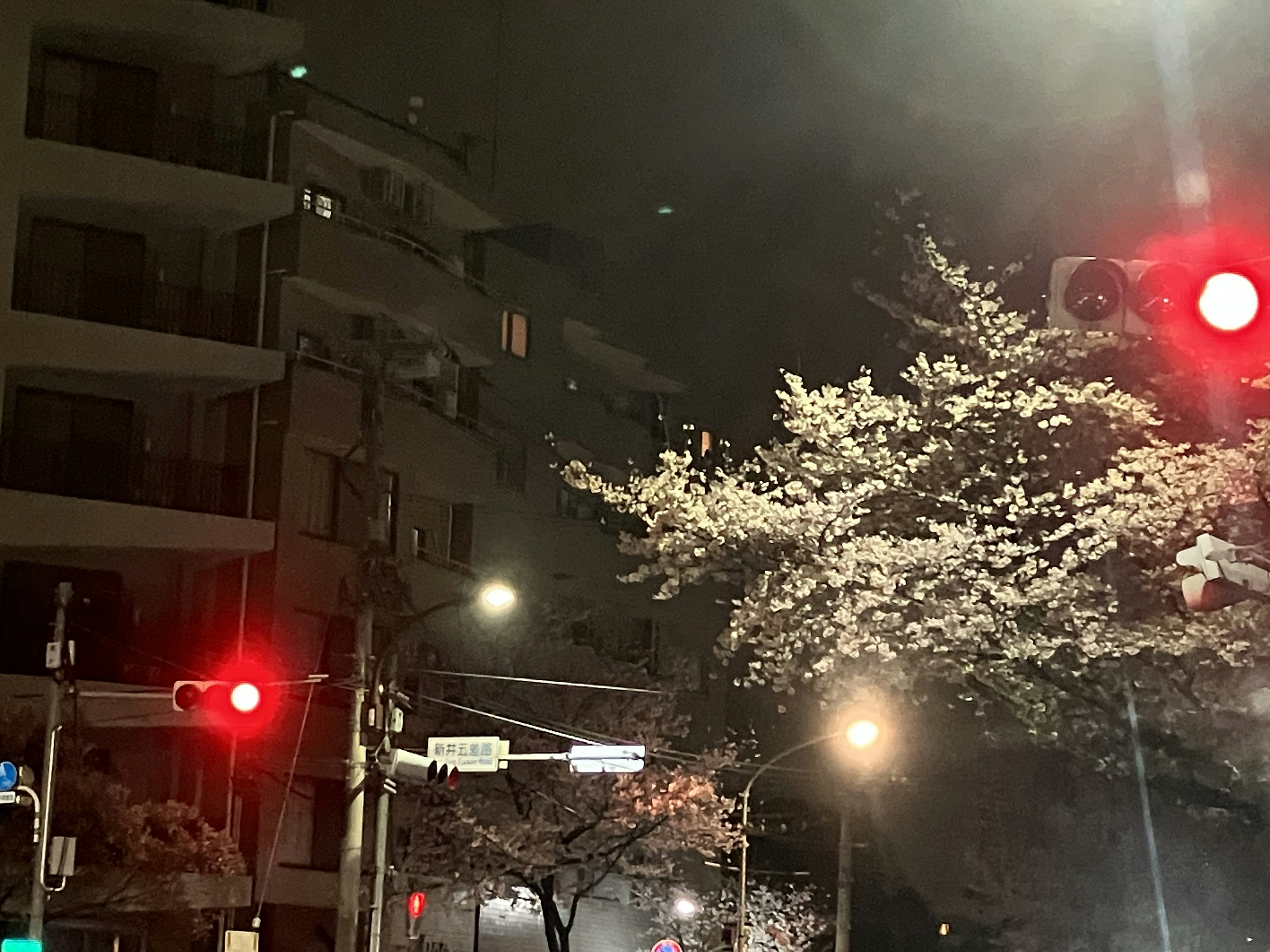 Cherry blossom tree at a street corner with a red traffic light at night