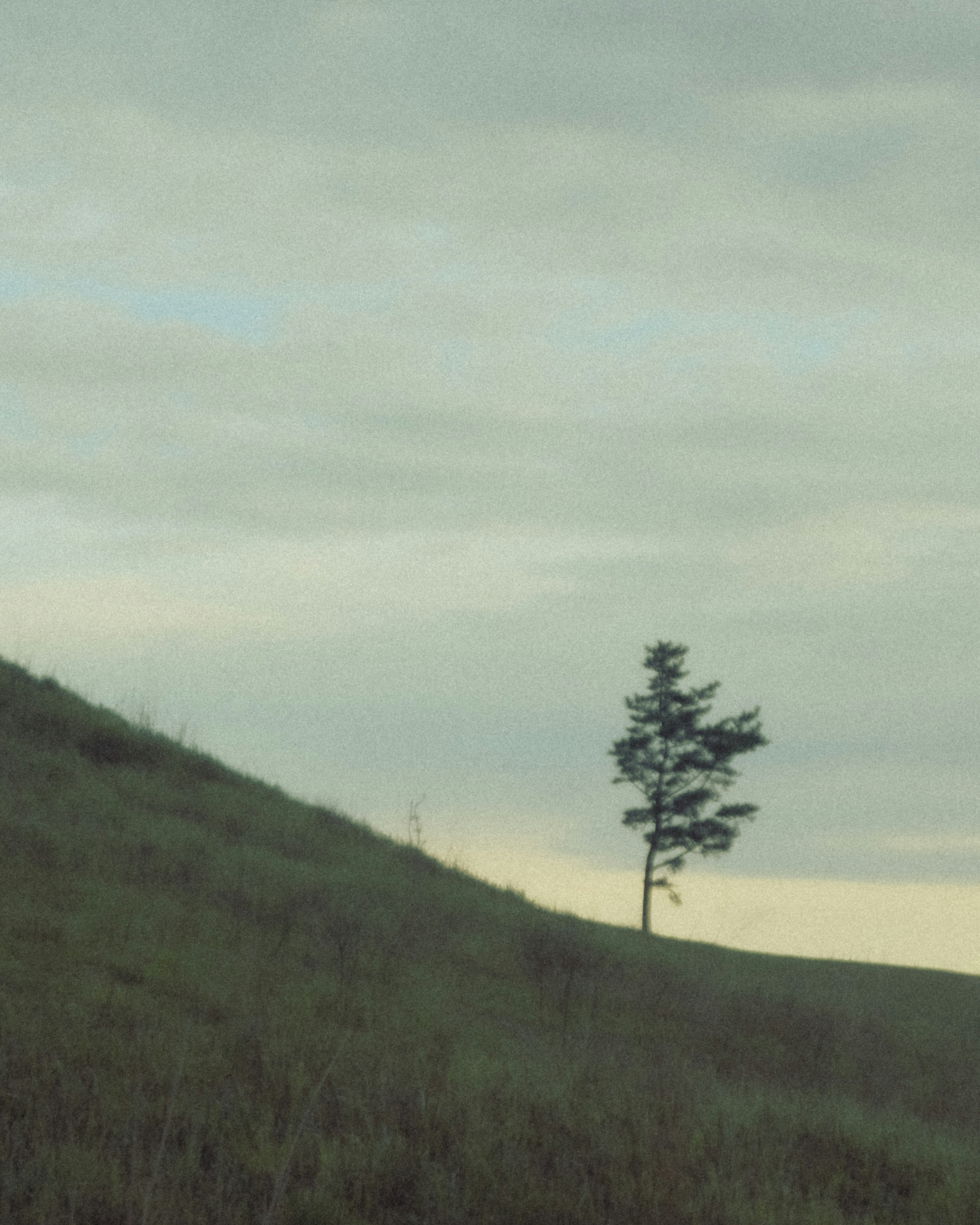 Einsamer Baum auf einem Hügel unter einem bewölkten Himmel